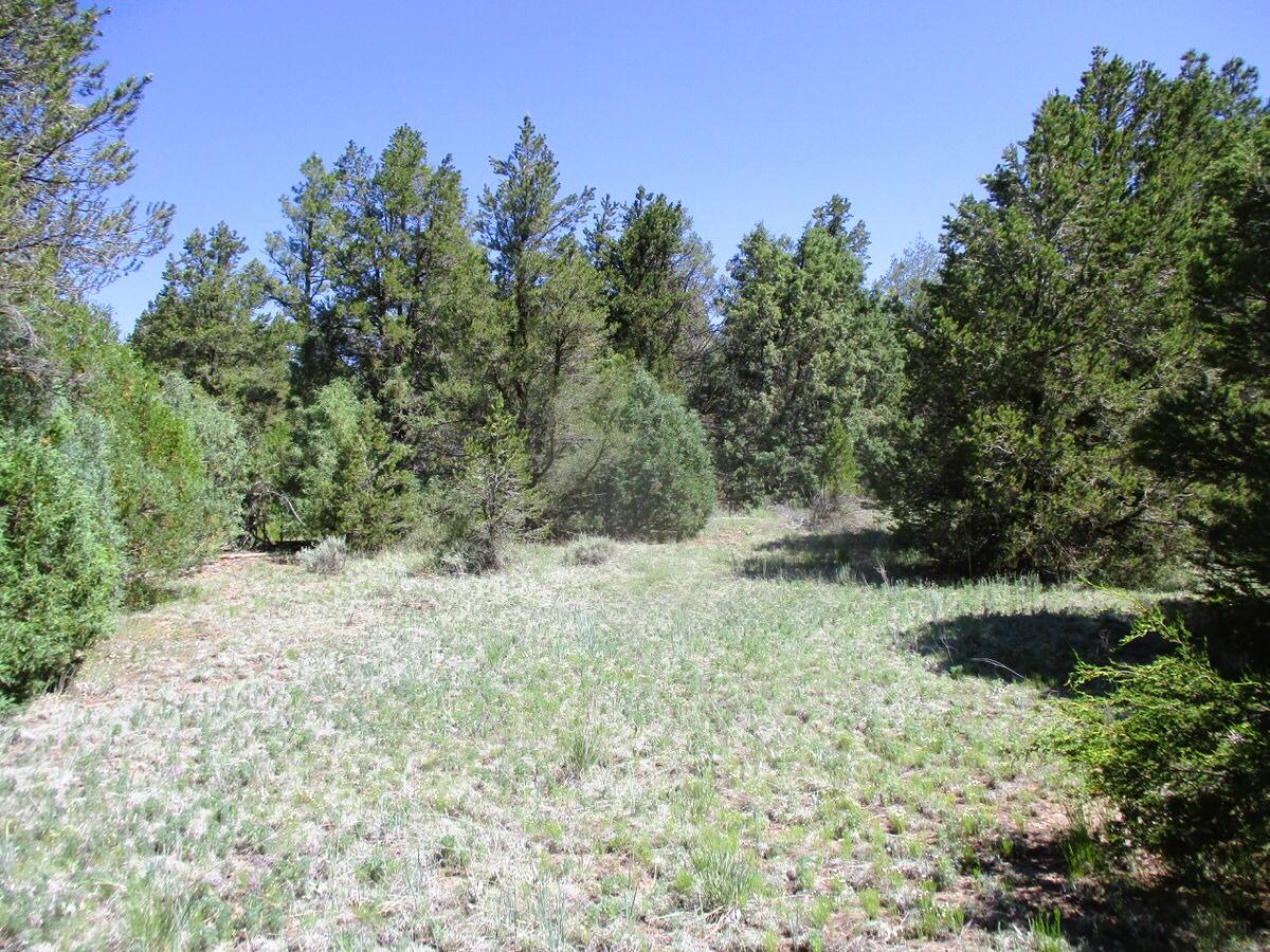 Cuervo/juniper, Ramah, New Mexico image 48