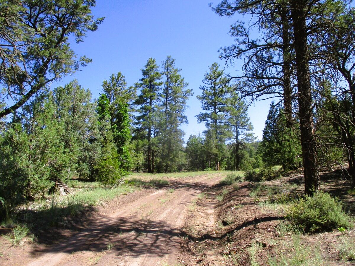 Cuervo/juniper, Ramah, New Mexico image 15