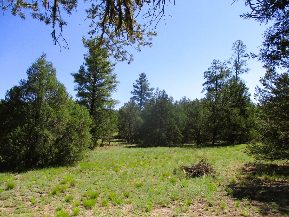 Cuervo/juniper, Ramah, New Mexico image 25