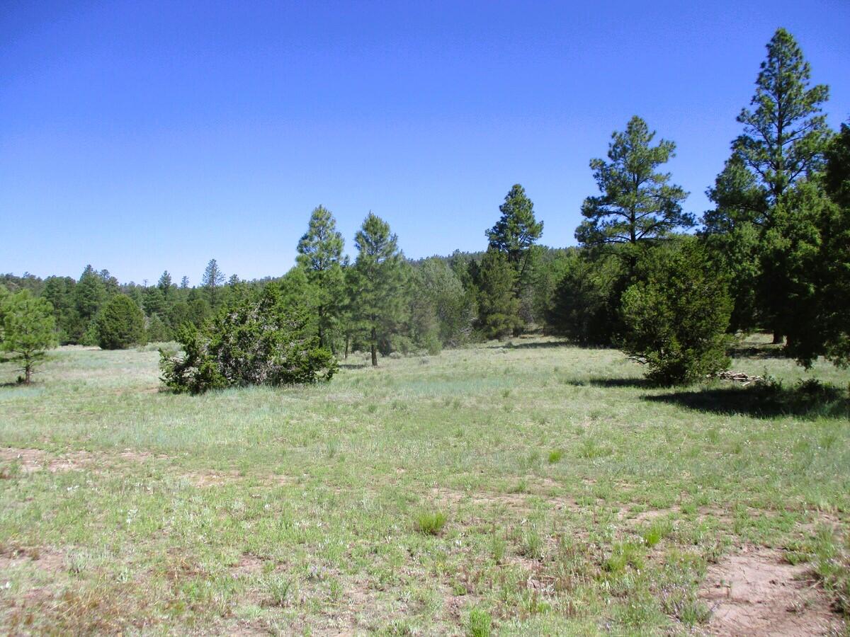 Cuervo/juniper, Ramah, New Mexico image 21