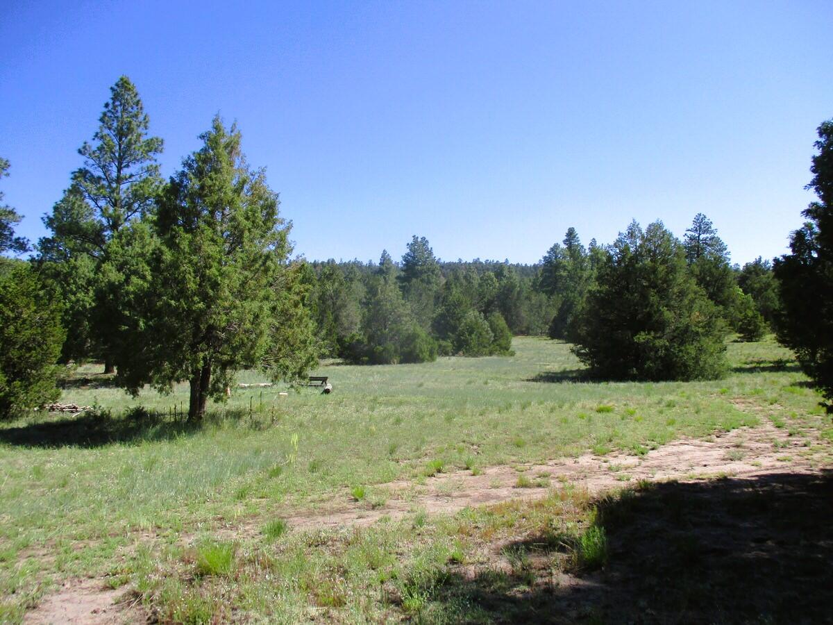 Cuervo/juniper, Ramah, New Mexico image 20