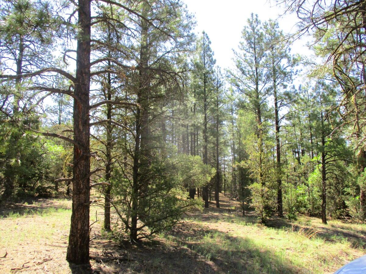 Cuervo/juniper, Ramah, New Mexico image 14