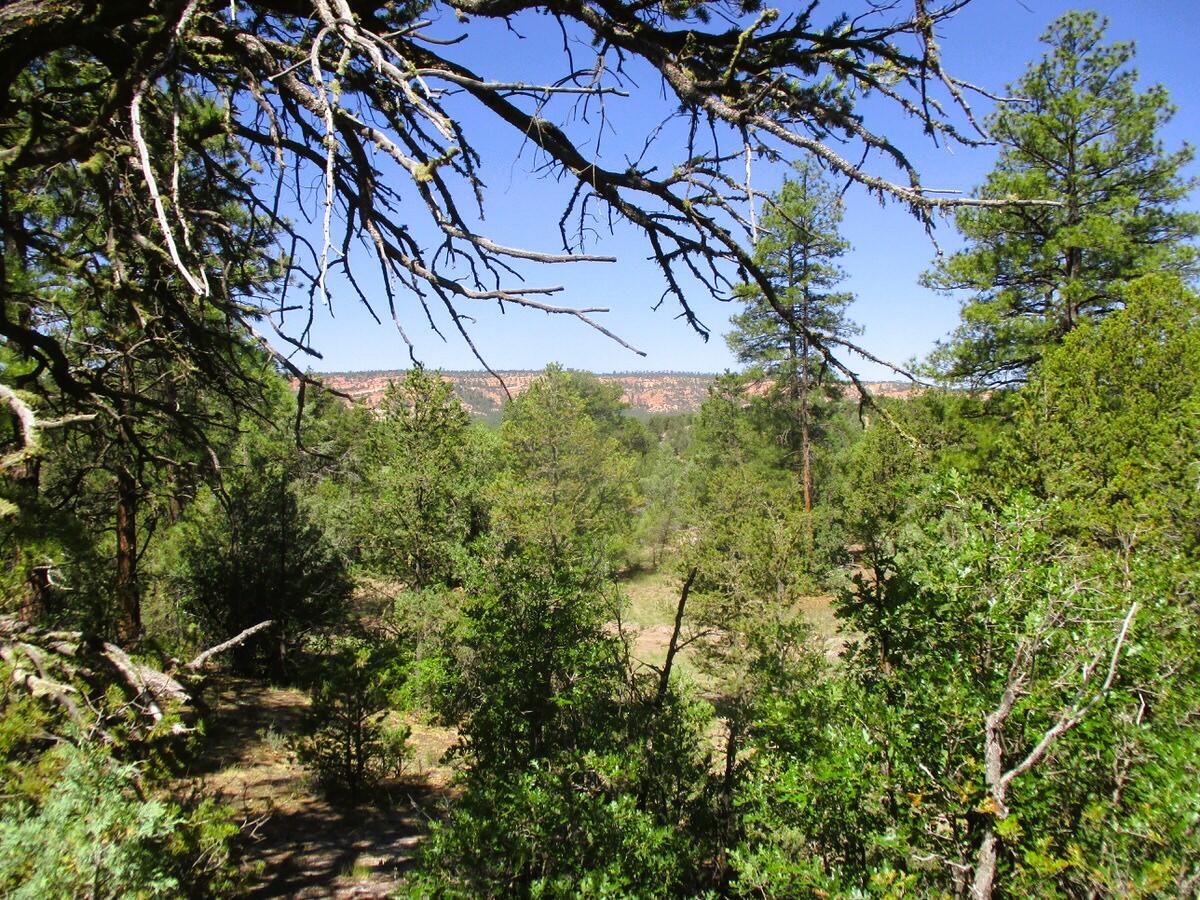 Cuervo/juniper, Ramah, New Mexico image 27