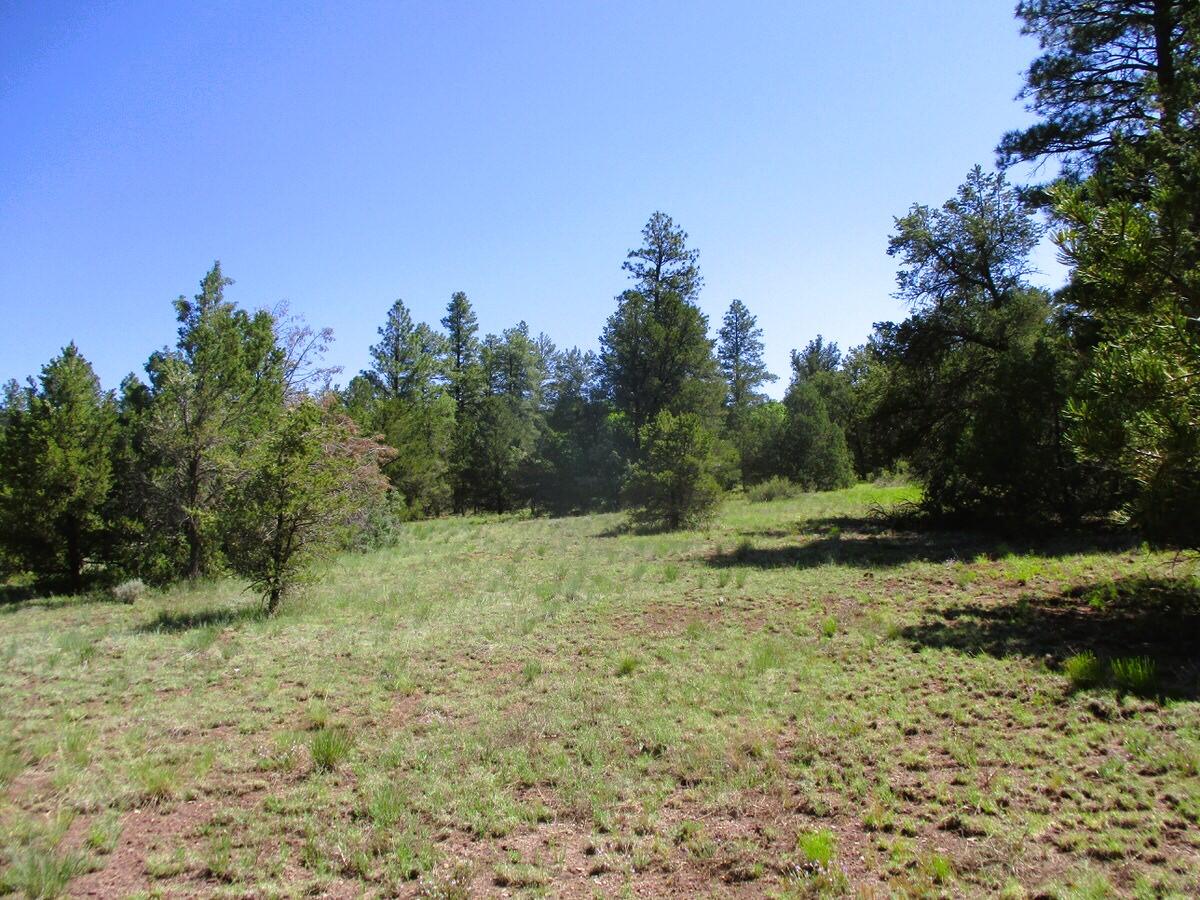 Cuervo/juniper, Ramah, New Mexico image 44