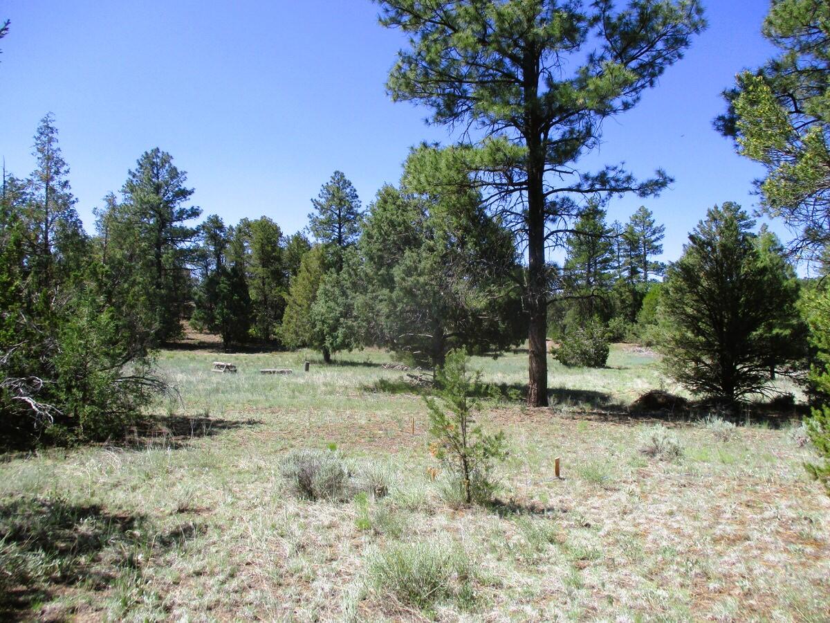 Cuervo/juniper, Ramah, New Mexico image 49