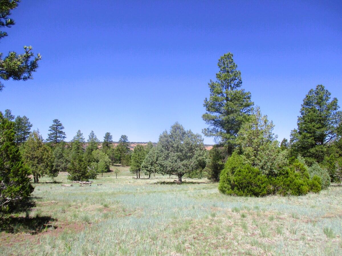 Cuervo/juniper, Ramah, New Mexico image 1