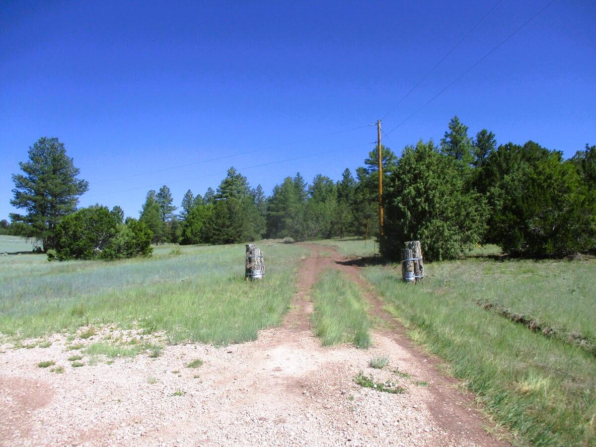 Cuervo/juniper, Ramah, New Mexico image 9