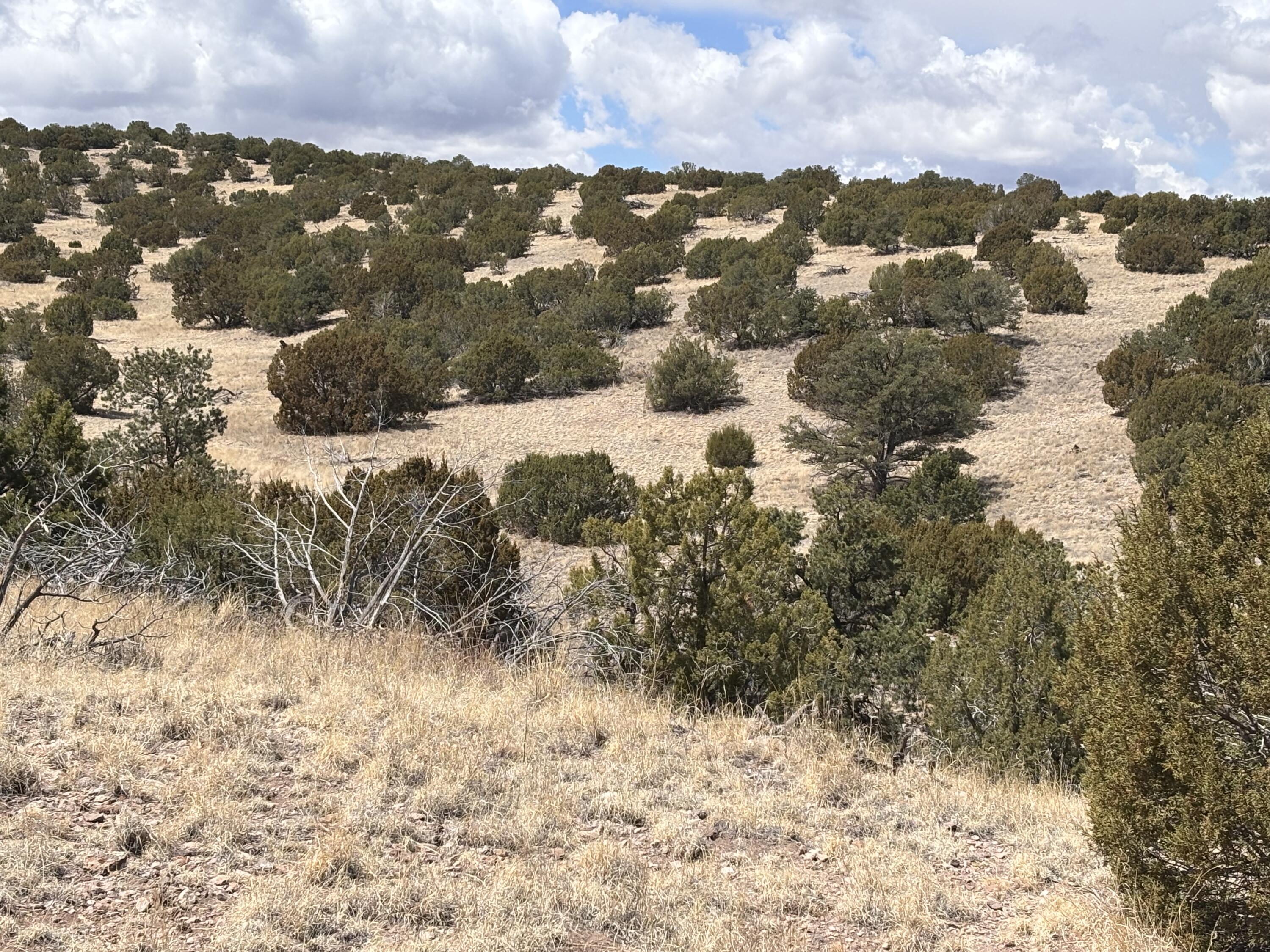 Lot 55 Pinon Springs Ranch, Magdalena, New Mexico image 4