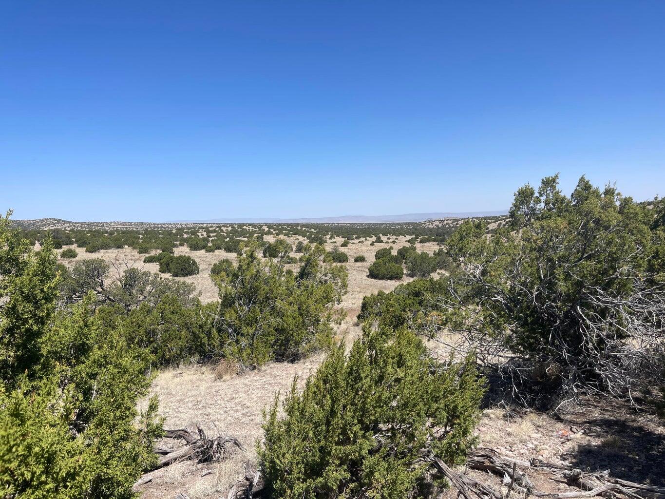 Lot 55 Pinon Springs Ranch, Magdalena, New Mexico image 12