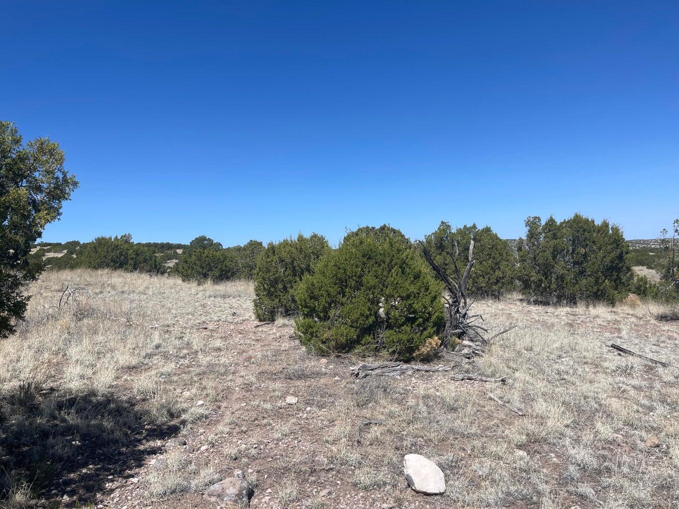 Lot 55 Pinon Springs Ranch, Magdalena, New Mexico image 14