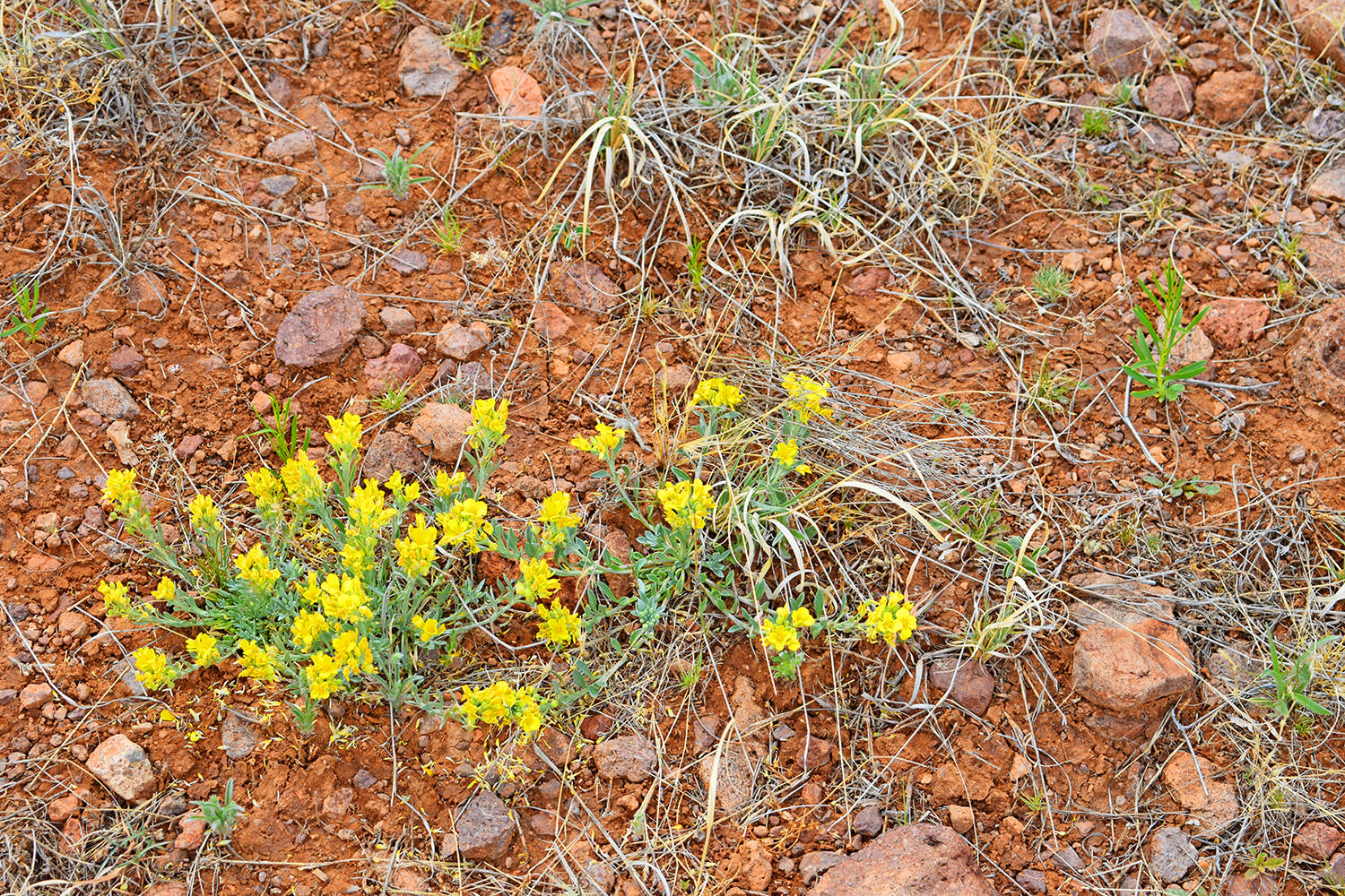 Lot 41 Sunset Vista Road, San Antonio, New Mexico image 42