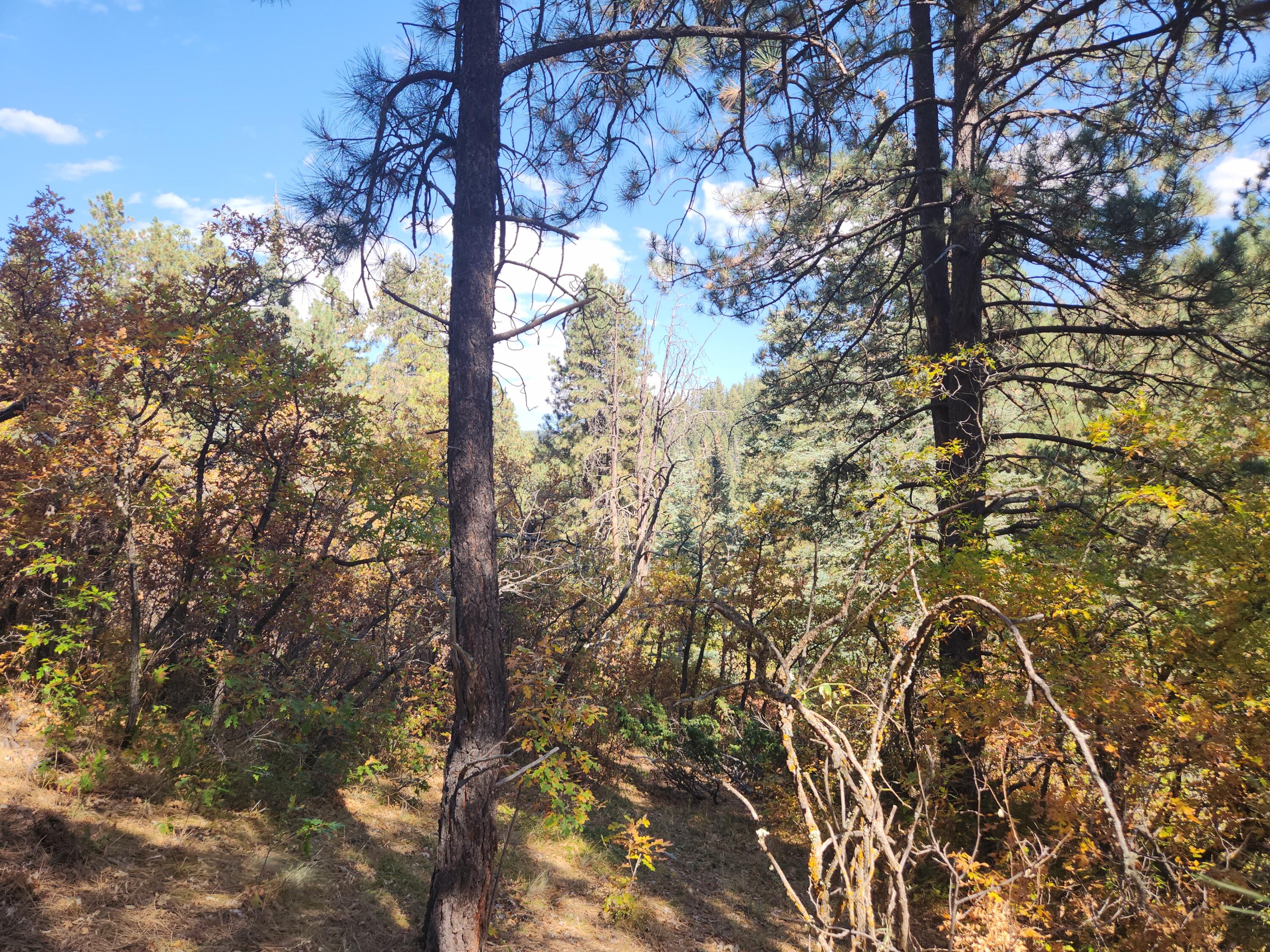 26856 Highway 126, Jemez Springs, New Mexico image 17