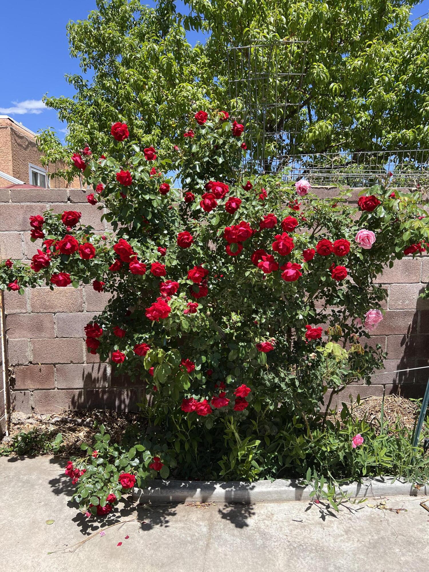 9722 Apache Avenue, Albuquerque, New Mexico image 47