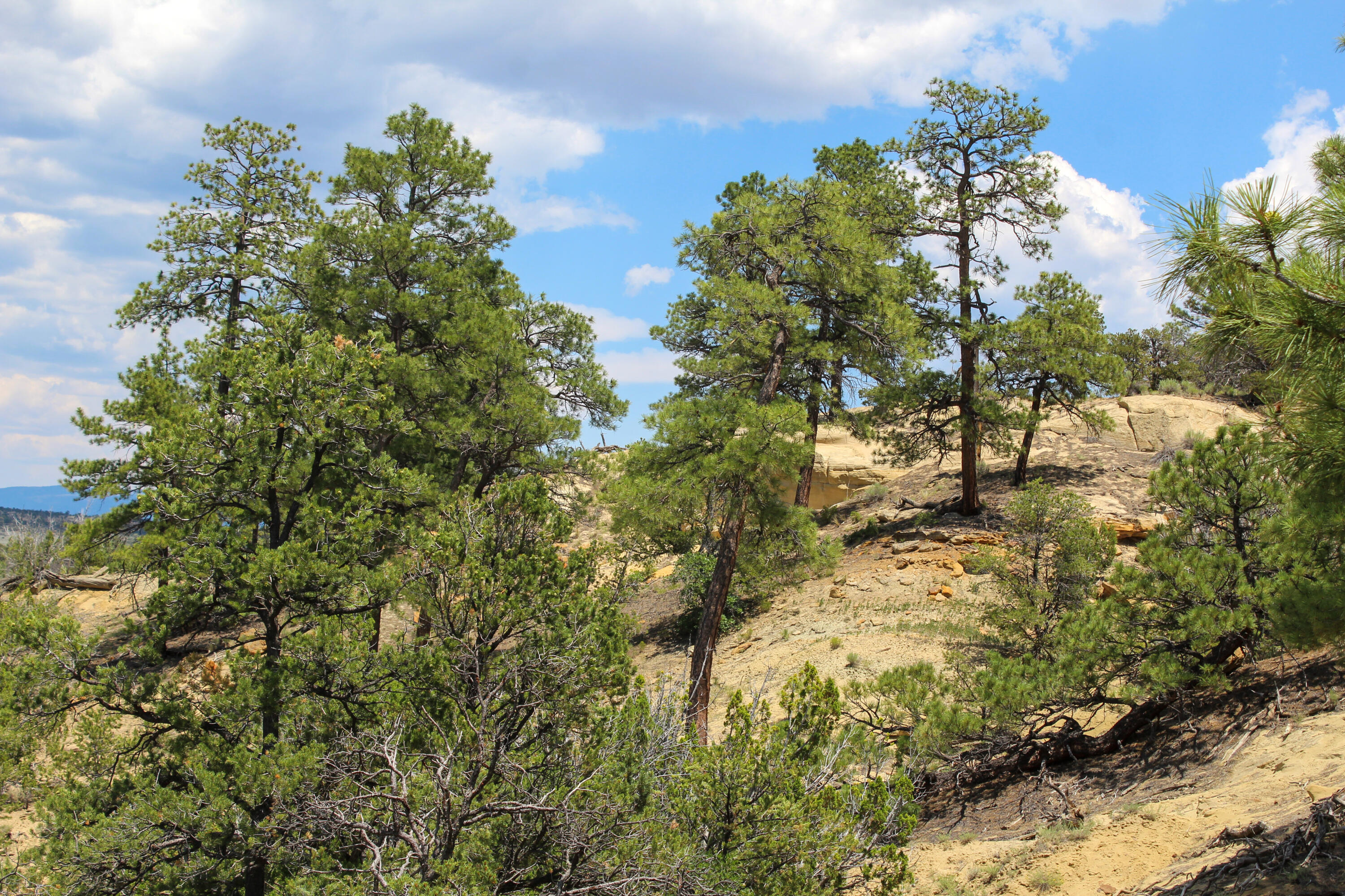 San Isidro Mesa Ranch, Cuba, New Mexico image 38