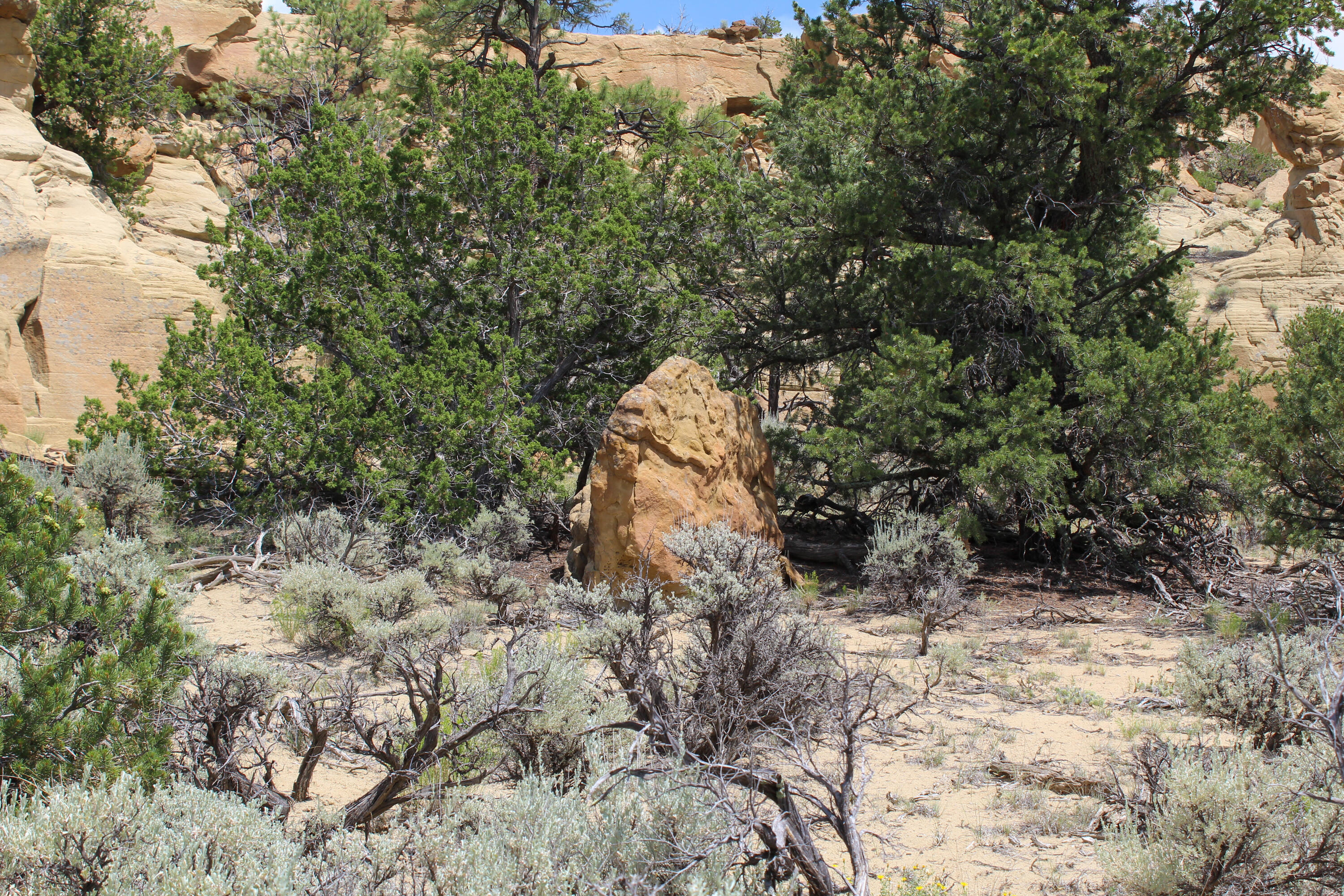 San Isidro Mesa Ranch, Cuba, New Mexico image 45