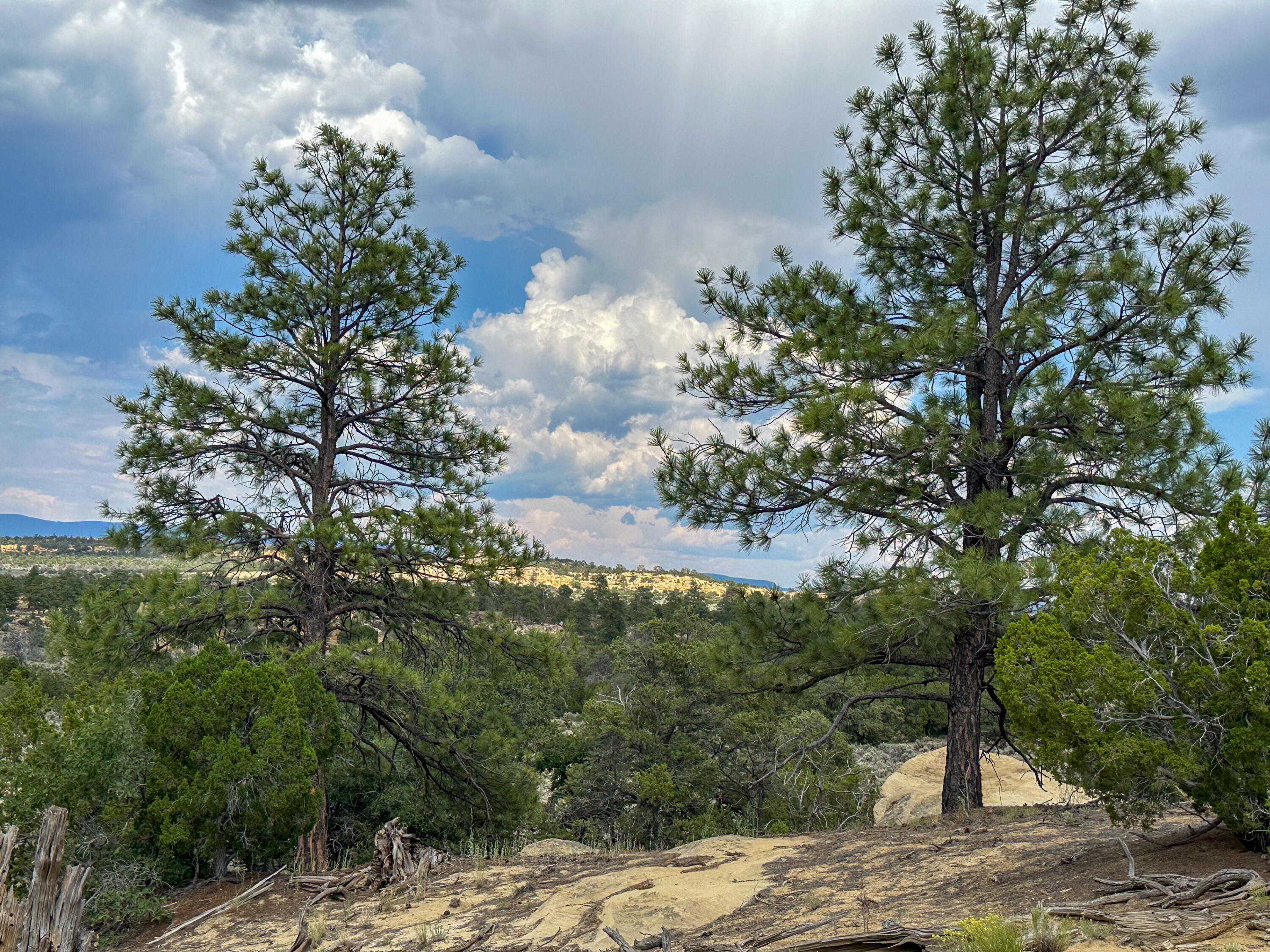 San Isidro Mesa Ranch, Cuba, New Mexico image 11