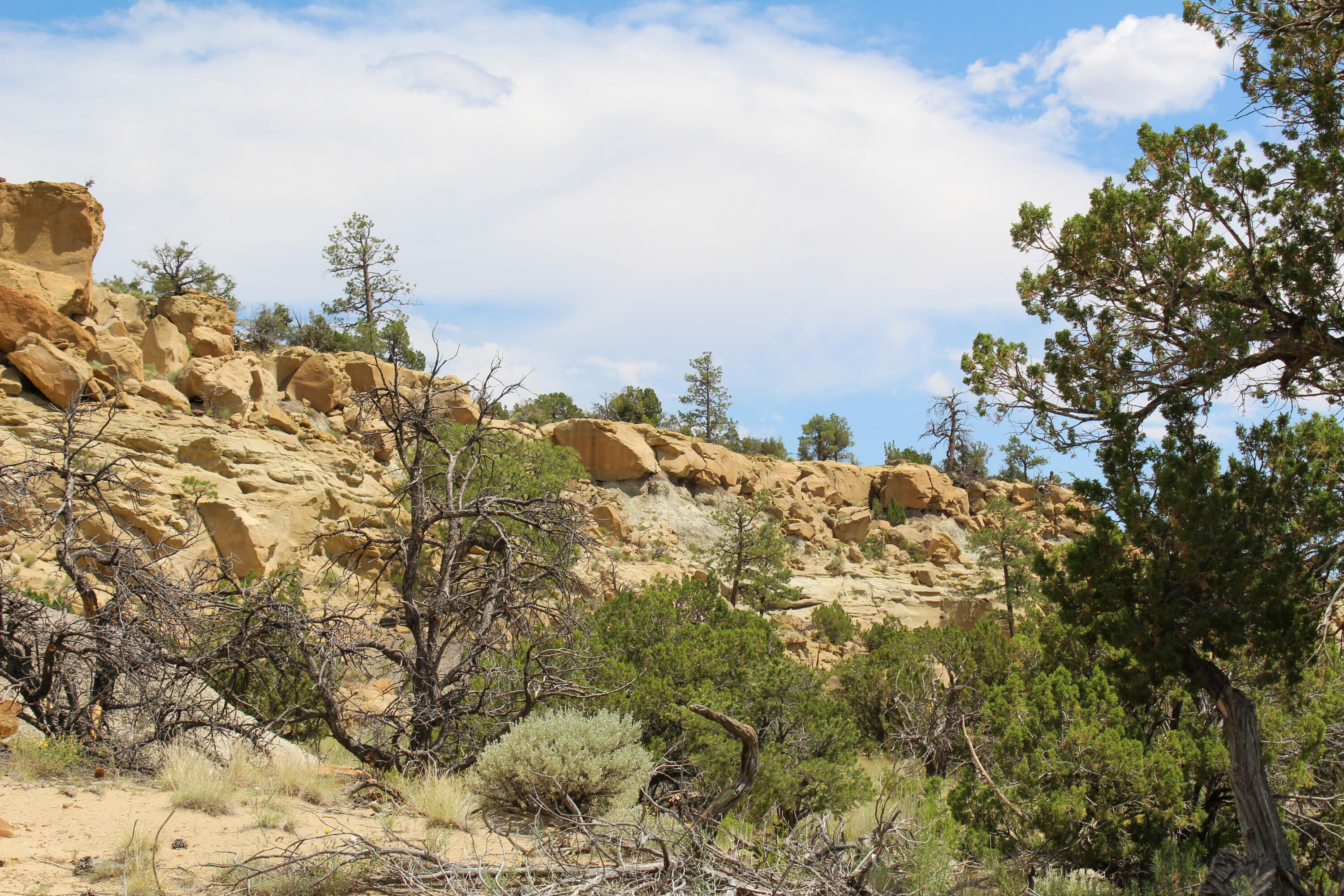 San Isidro Mesa Ranch, Cuba, New Mexico image 49