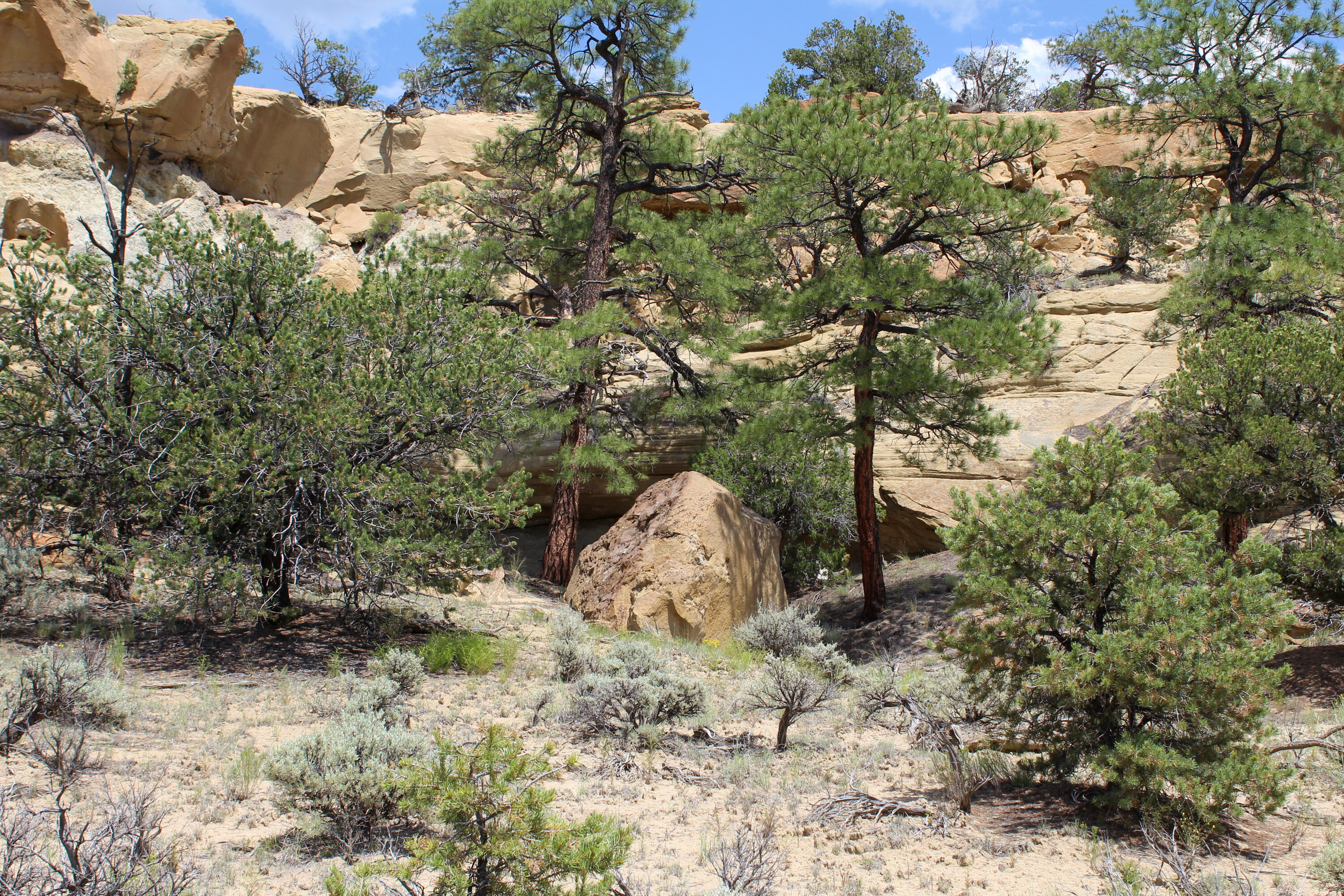 San Isidro Mesa Ranch, Cuba, New Mexico image 47