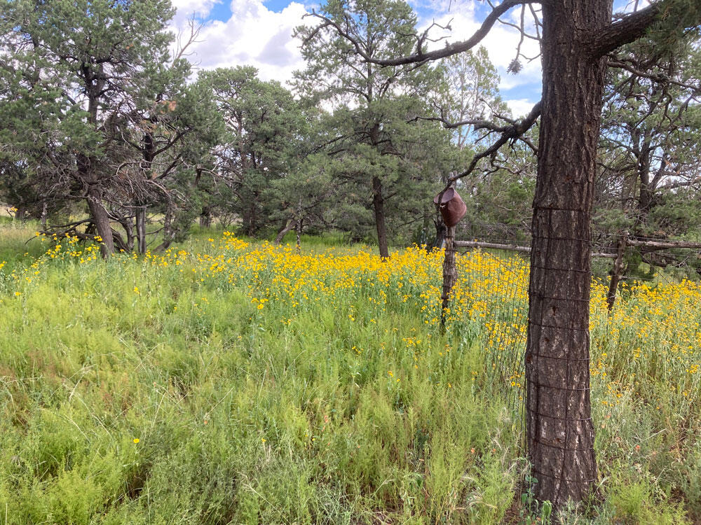 E Highway 34, Rowe, New Mexico image 15