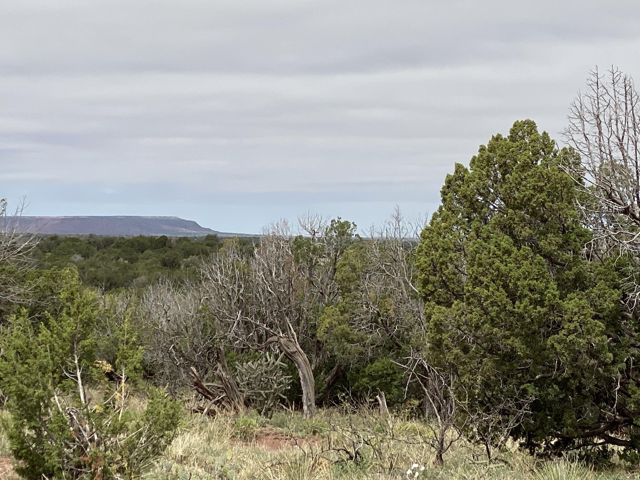 10 Bull Canyon Loop, Newkirk, New Mexico image 5