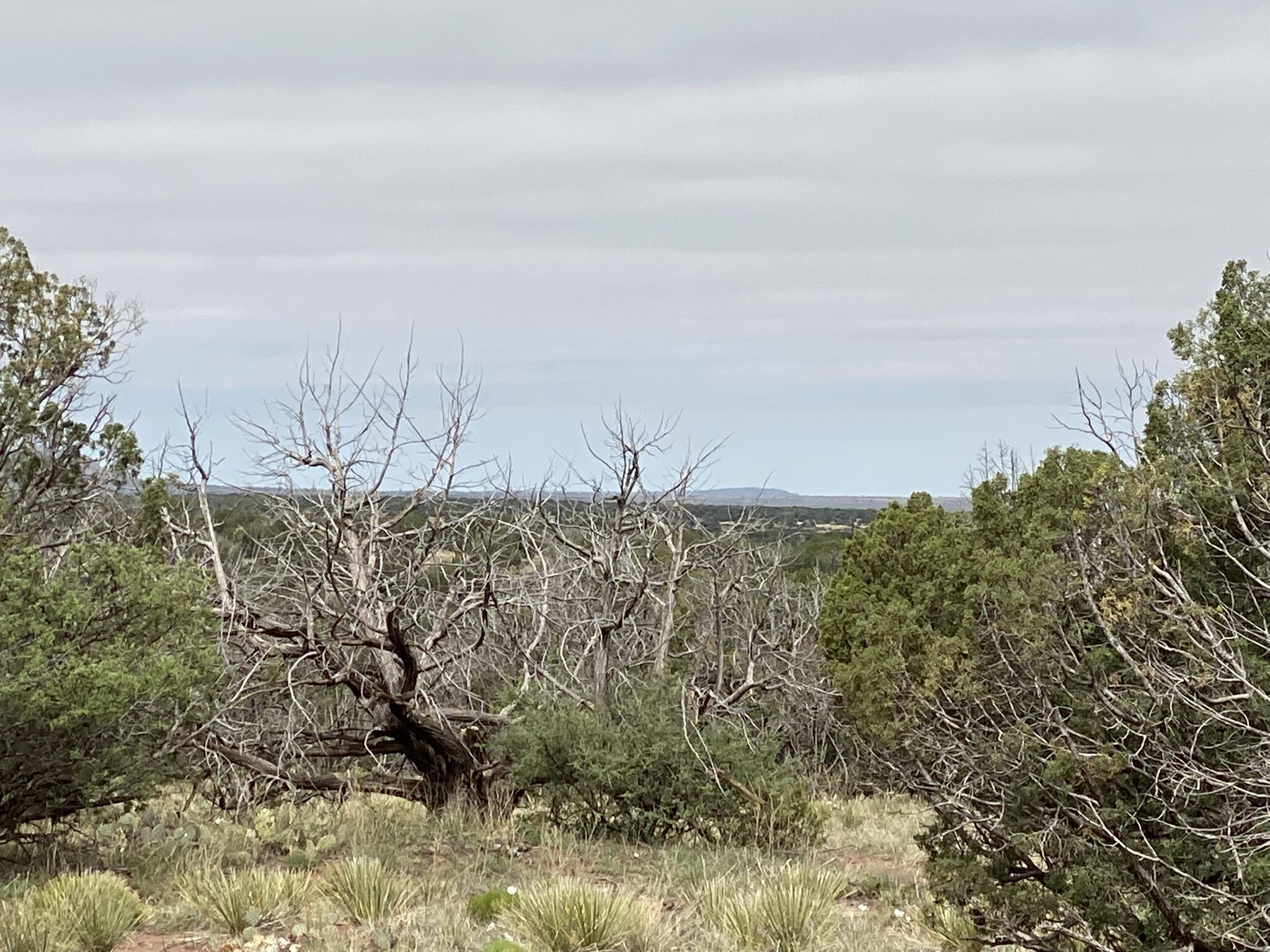 10 Bull Canyon Loop, Newkirk, New Mexico image 4