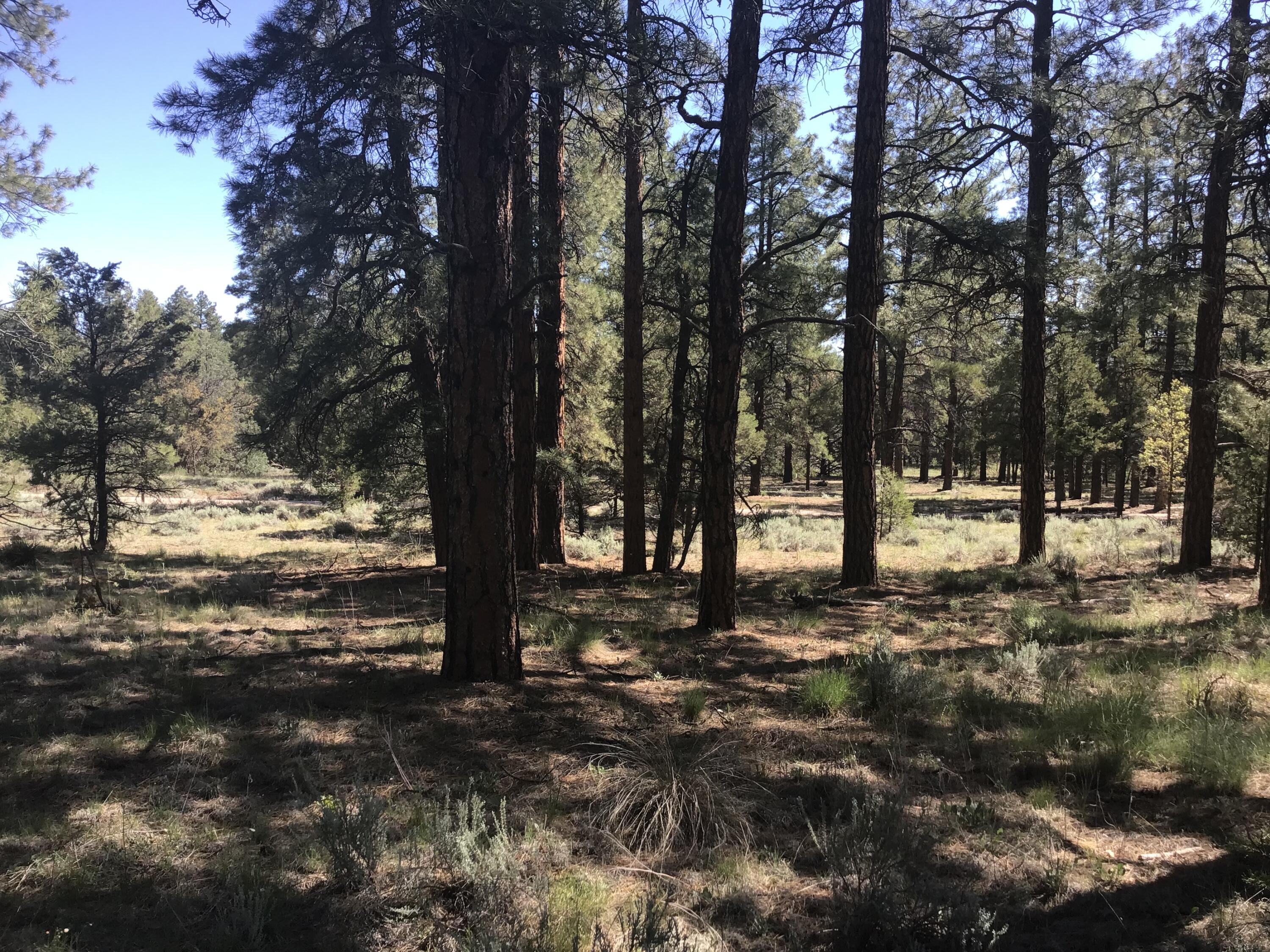 Lot 33 Aspen Loop, Ramah, New Mexico image 12