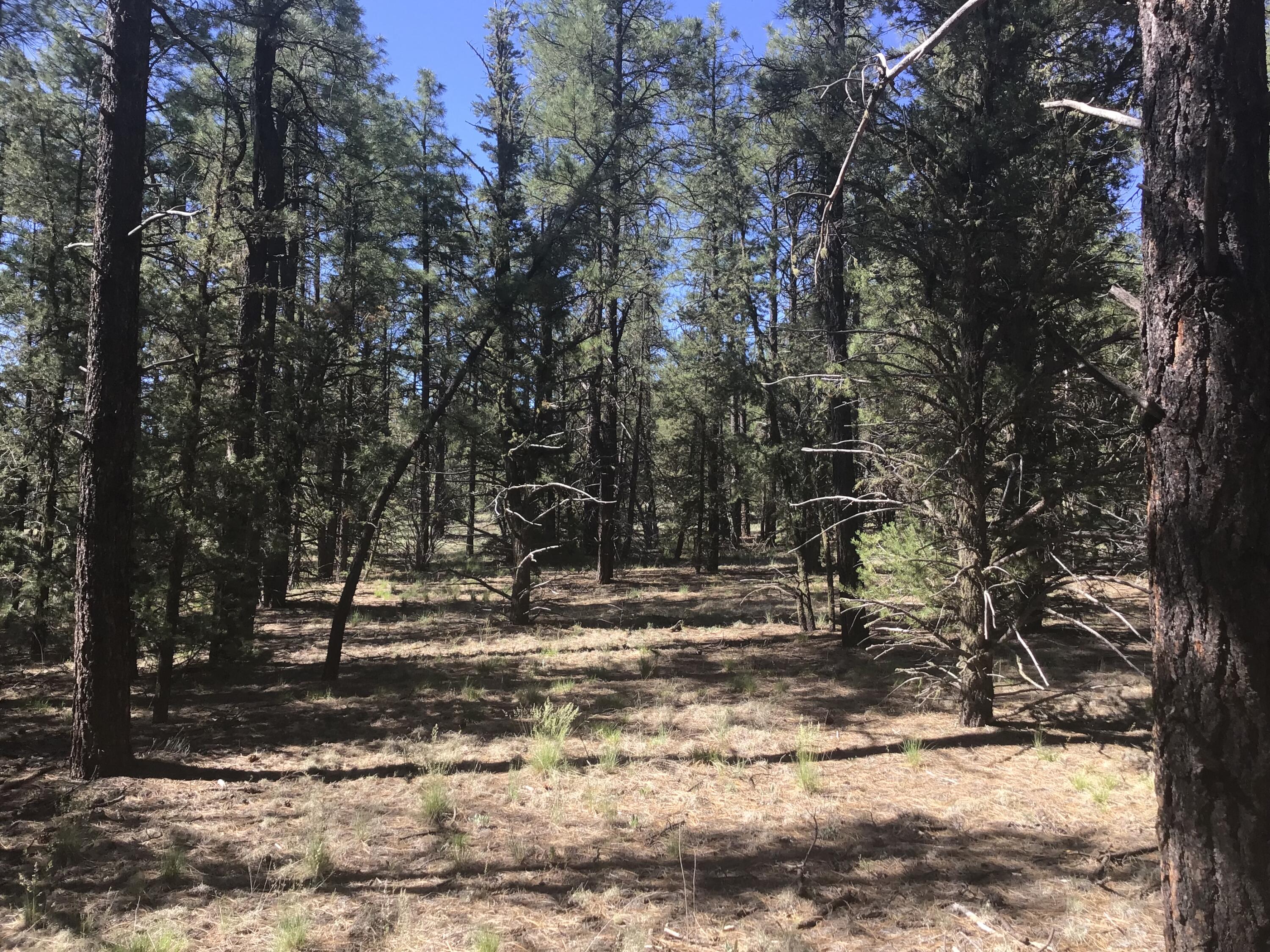 Lot 33 Aspen Loop, Ramah, New Mexico image 34