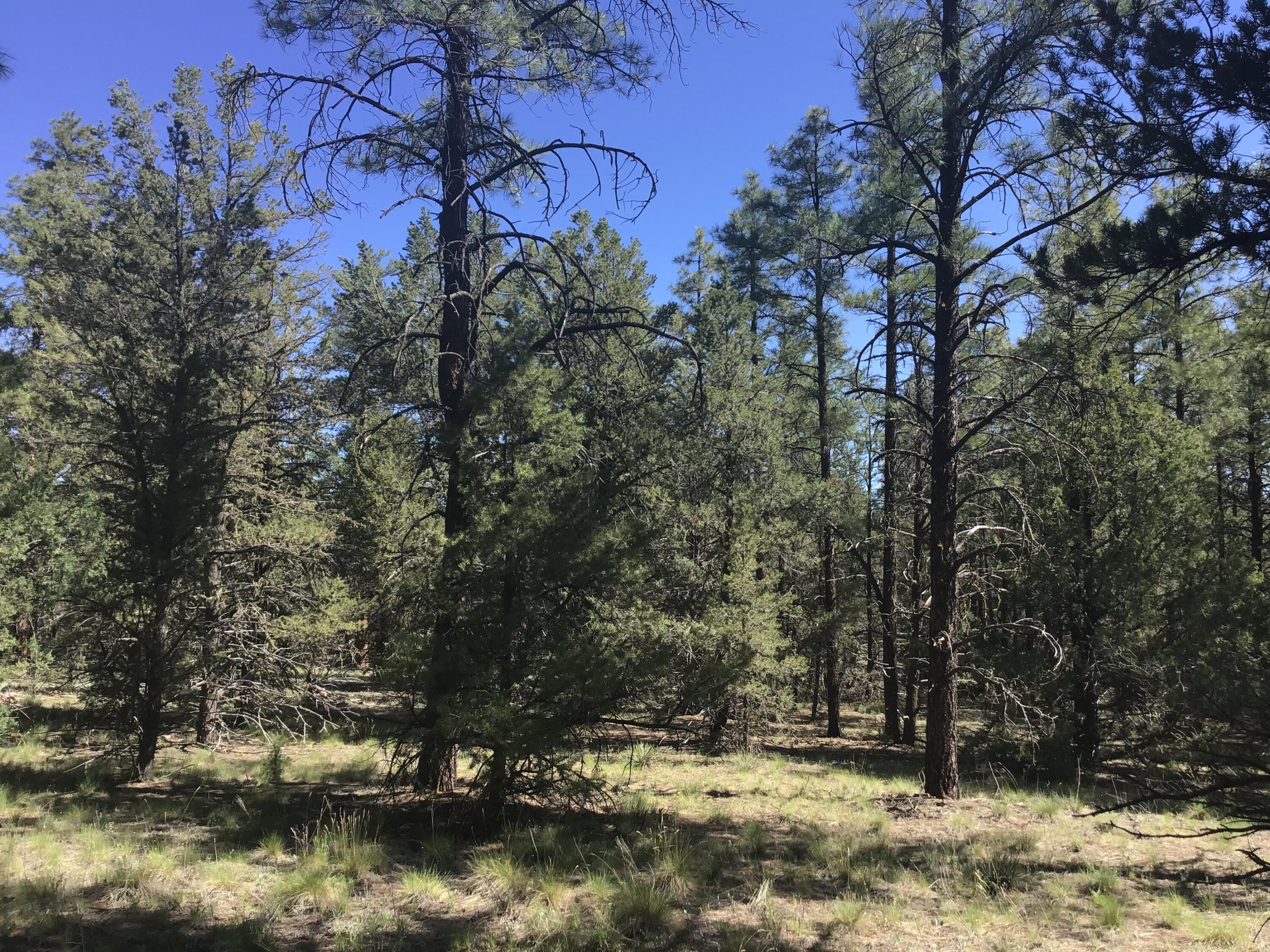 Lot 33 Aspen Loop, Ramah, New Mexico image 26