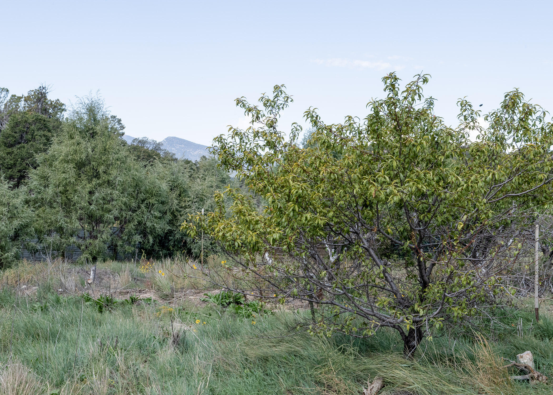 68 Canyon Road, Sandia Park, New Mexico image 7