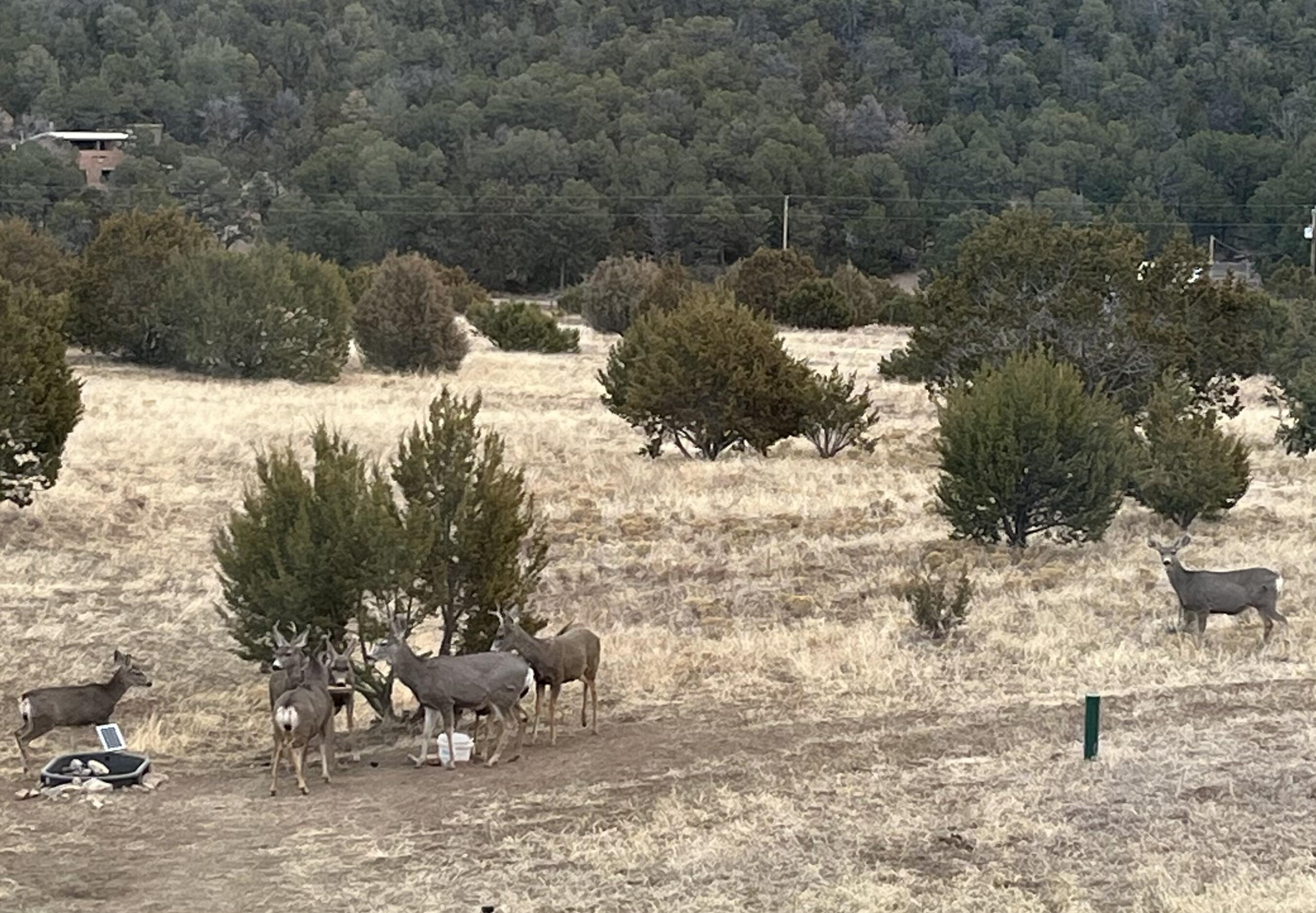 23 Daisy Cir, Edgewood, New Mexico image 38