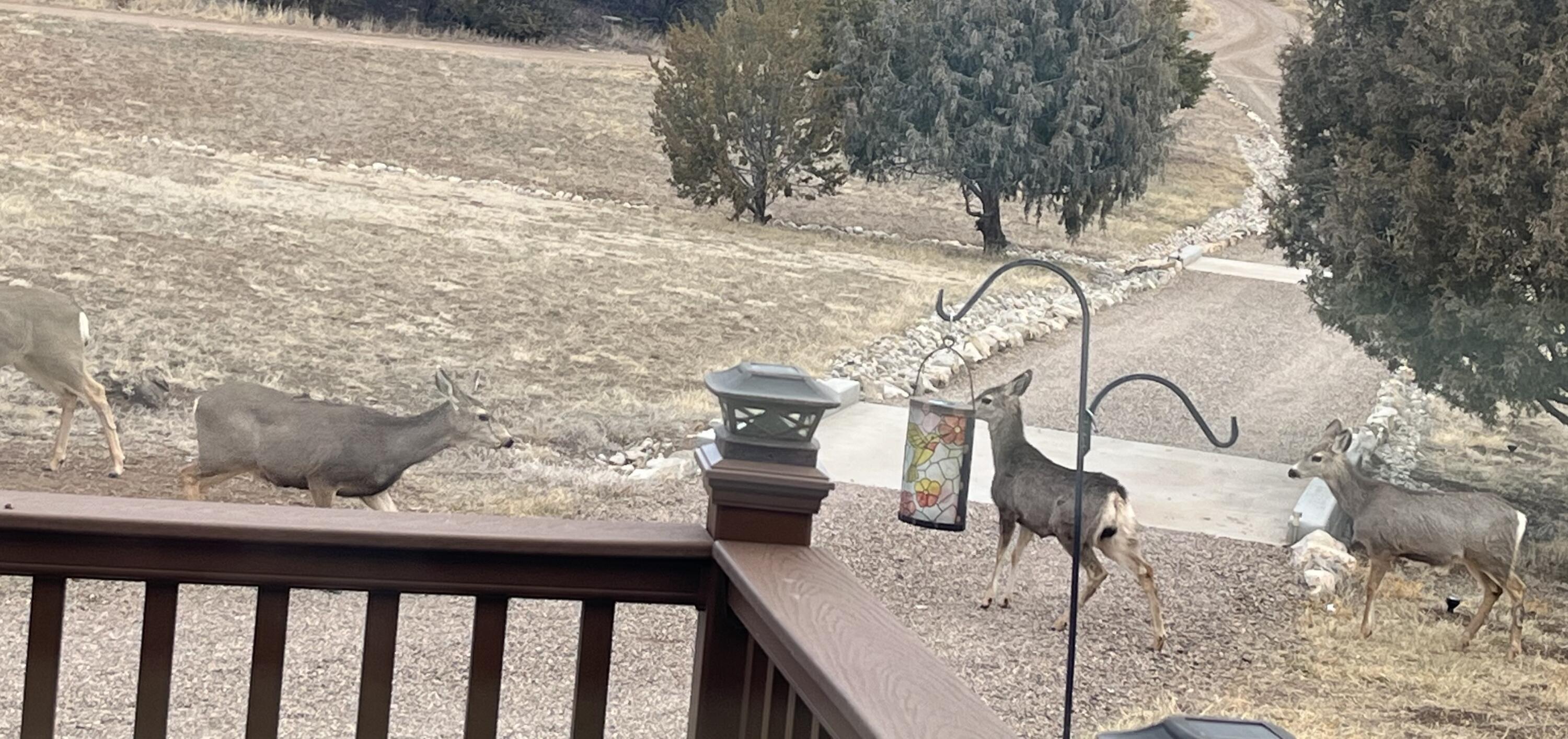 23 Daisy Cir, Edgewood, New Mexico image 40