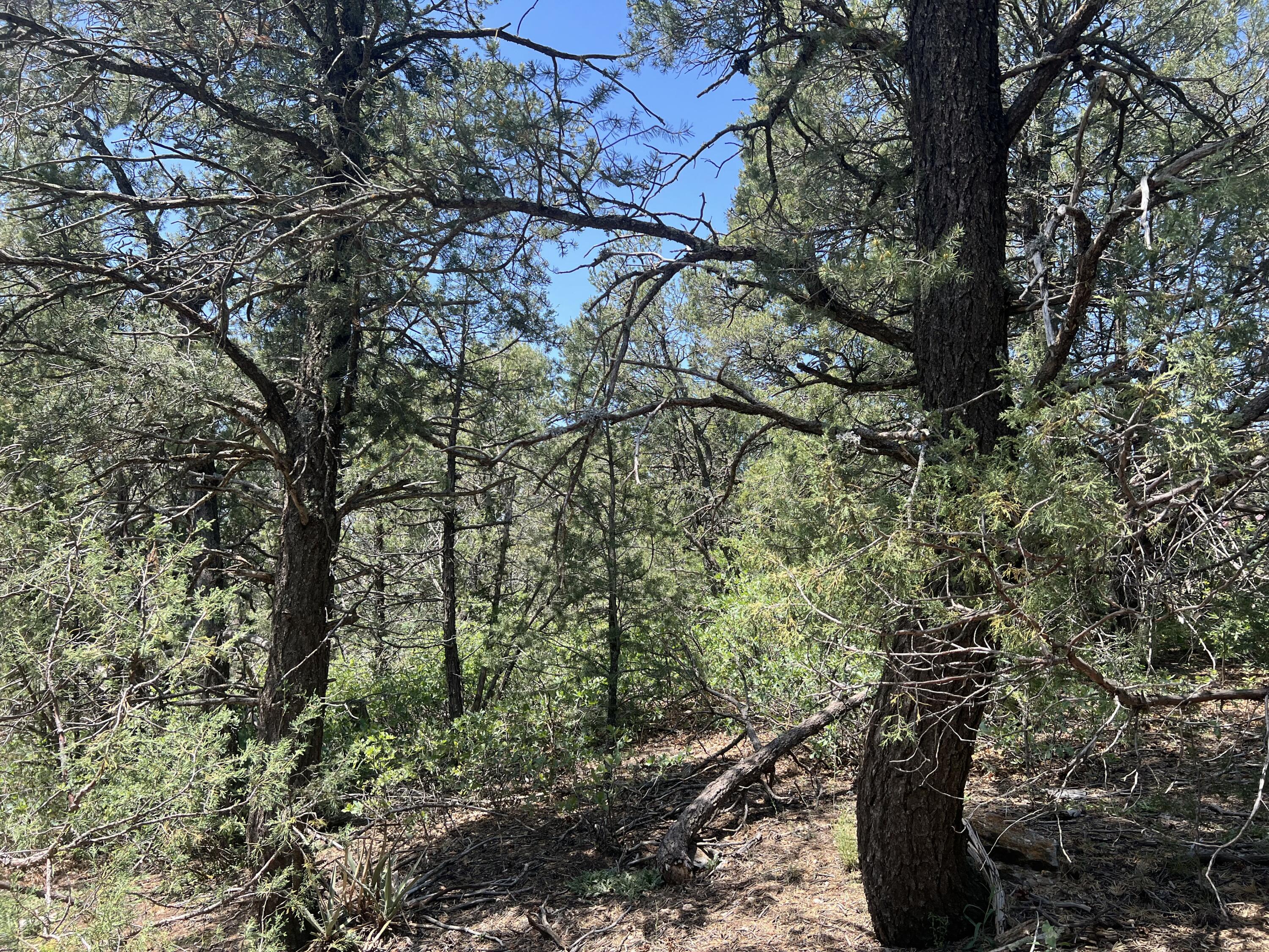 17 Michelle Court, Edgewood, New Mexico image 6