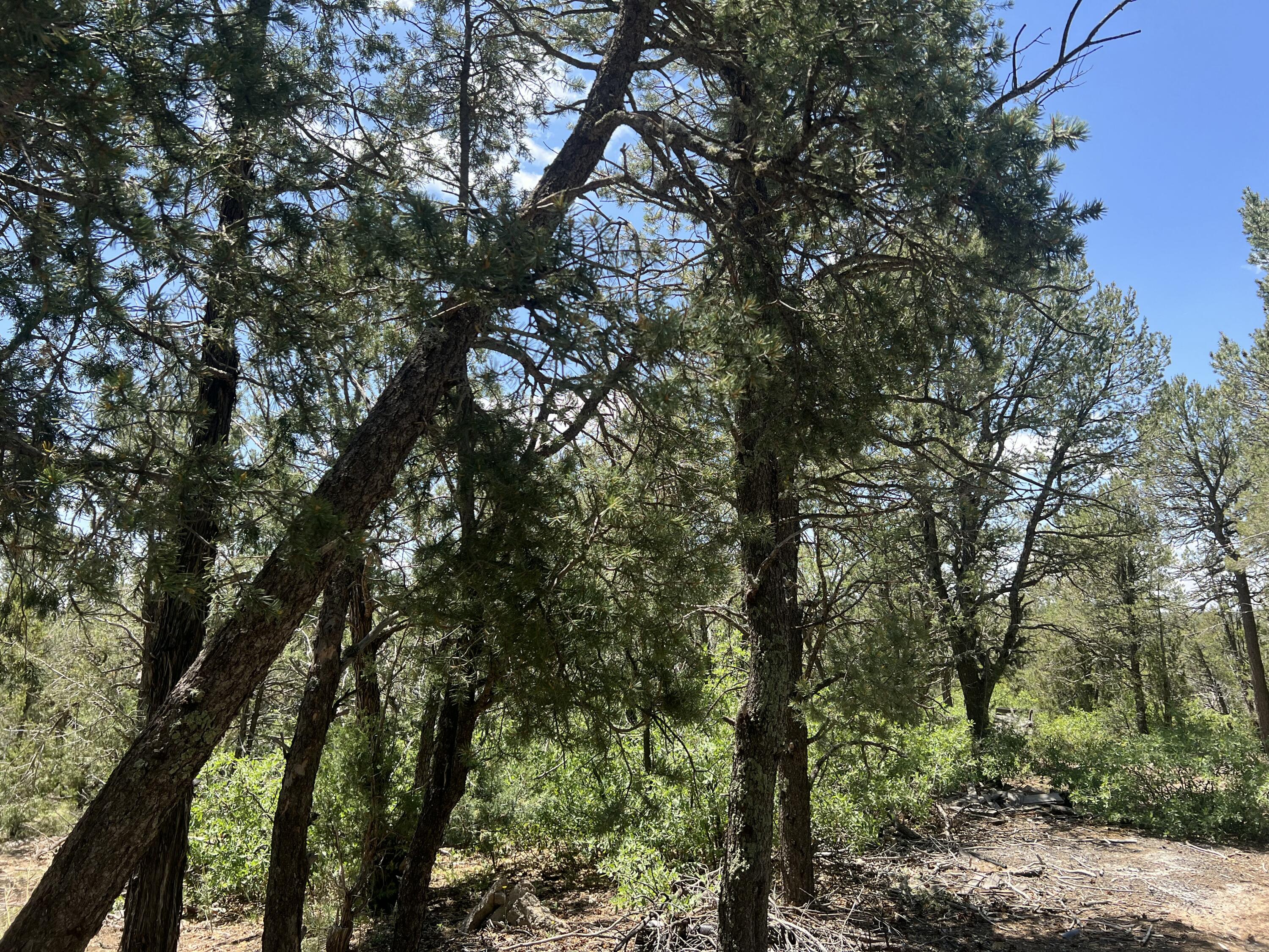 17 Michelle Court, Edgewood, New Mexico image 10
