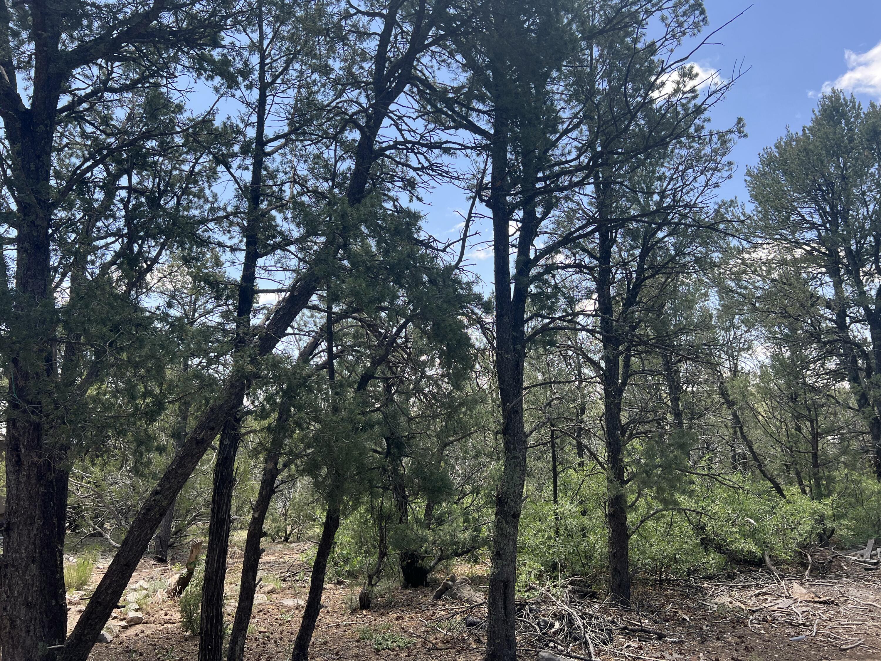 17 Michelle Court, Edgewood, New Mexico image 4