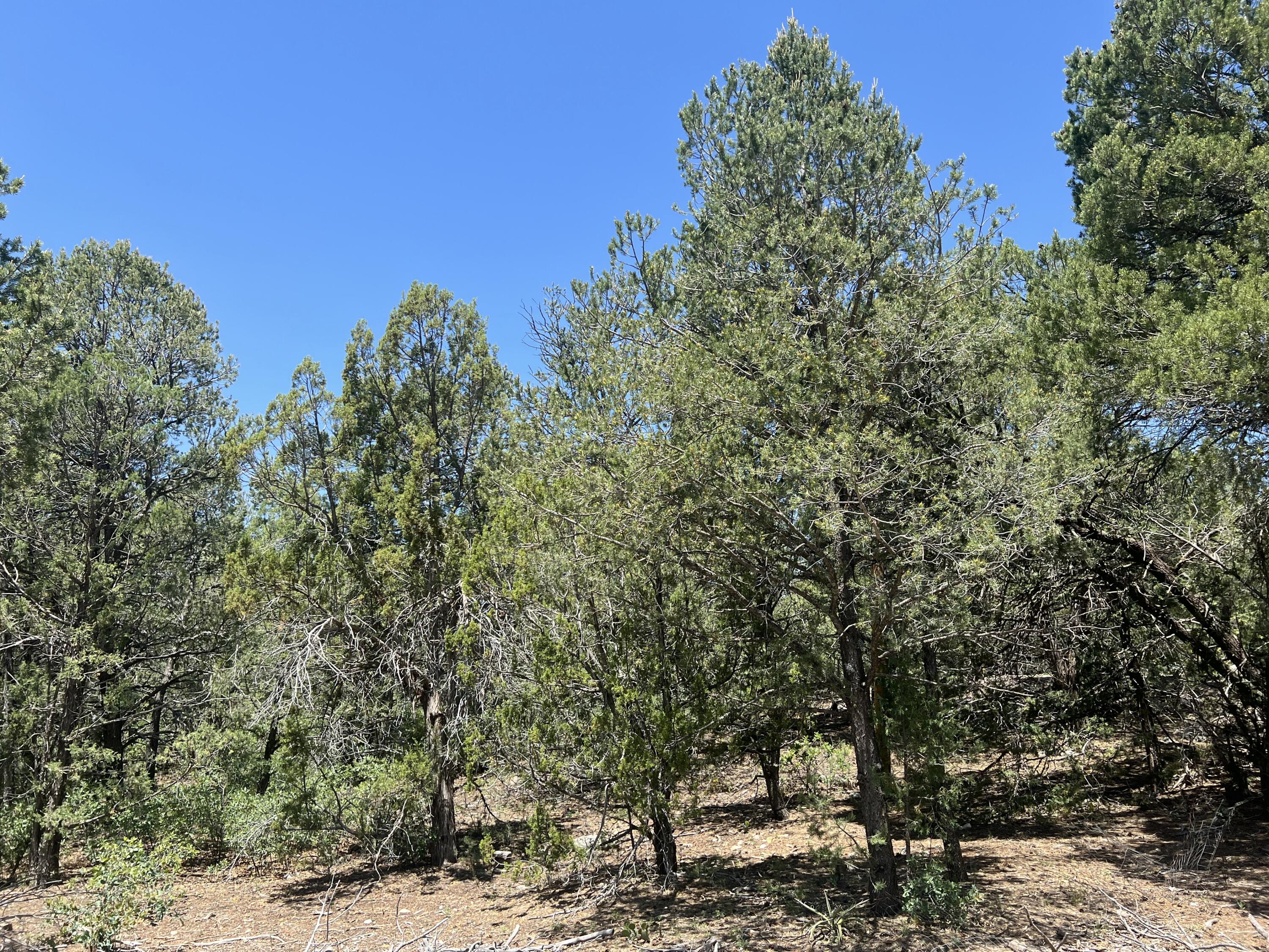 17 Michelle Court, Edgewood, New Mexico image 7