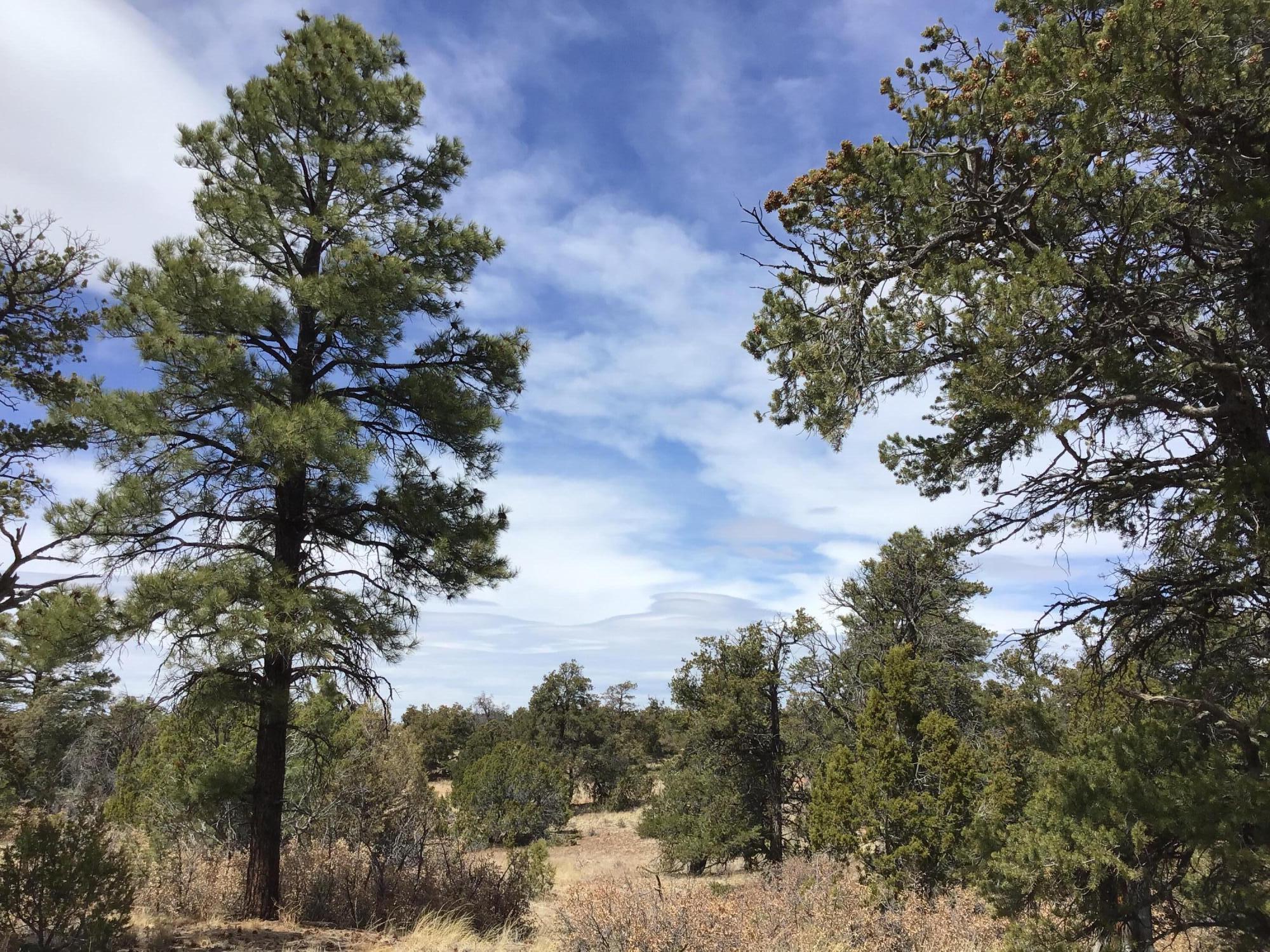 Lot 707 Che Loop, Ramah, New Mexico image 7