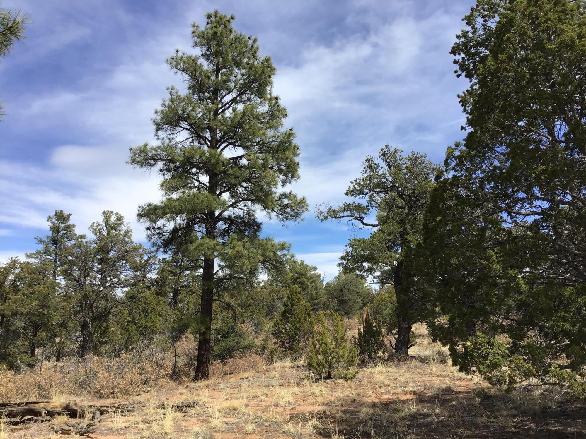 Lot 707 Che Loop, Ramah, New Mexico image 6