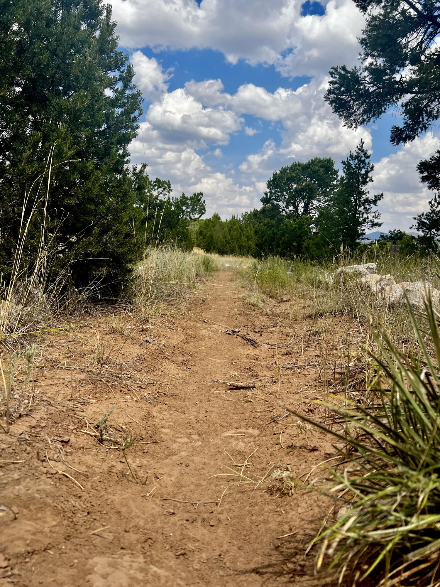 6 Wildcat Ct Court, Tijeras, New Mexico image 5
