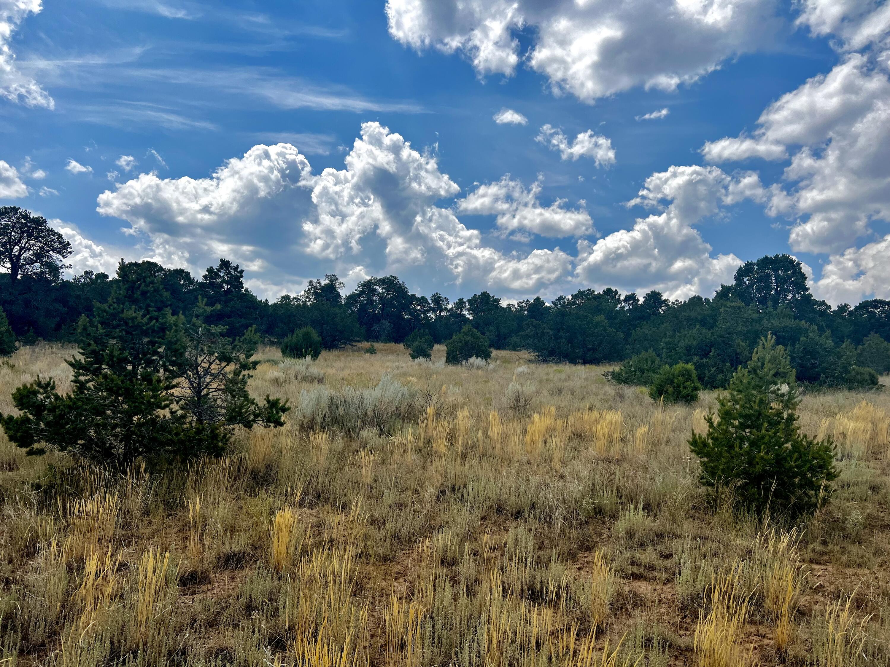 6 Wildcat Ct Court, Tijeras, New Mexico image 7