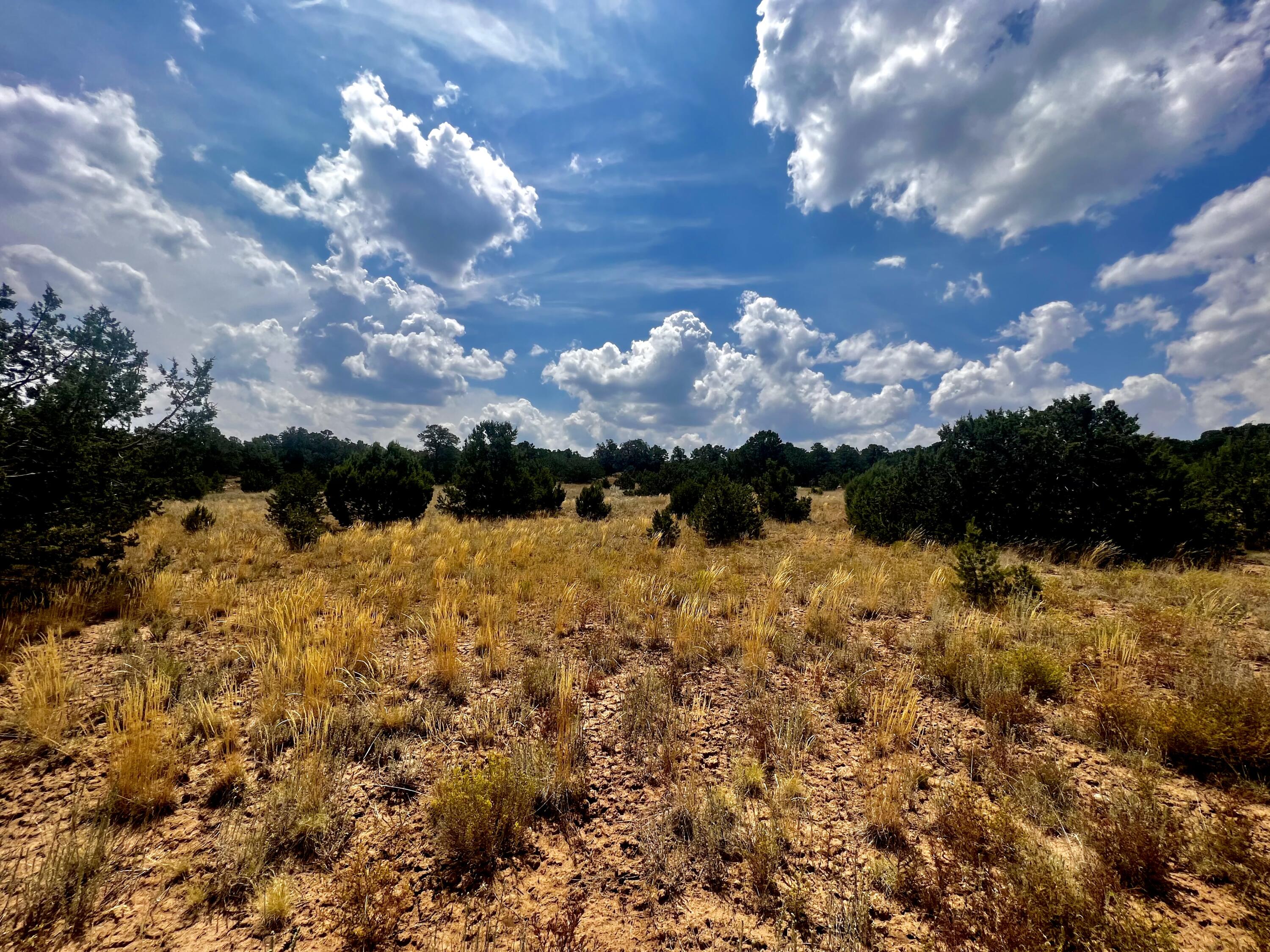 6 Wildcat Ct Court, Tijeras, New Mexico image 12