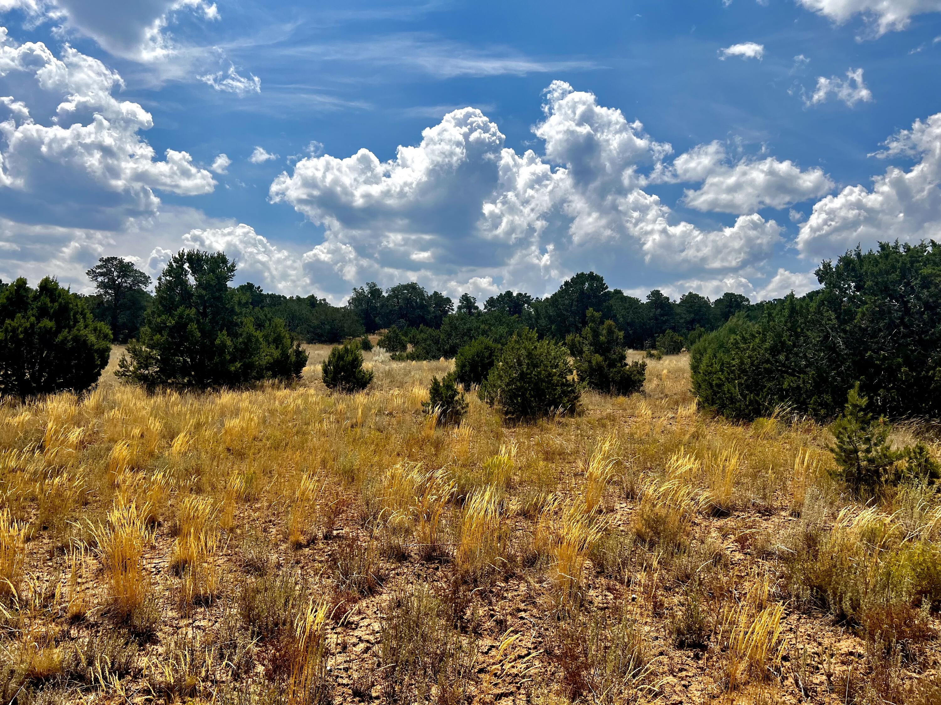 6 Wildcat Ct Court, Tijeras, New Mexico image 8