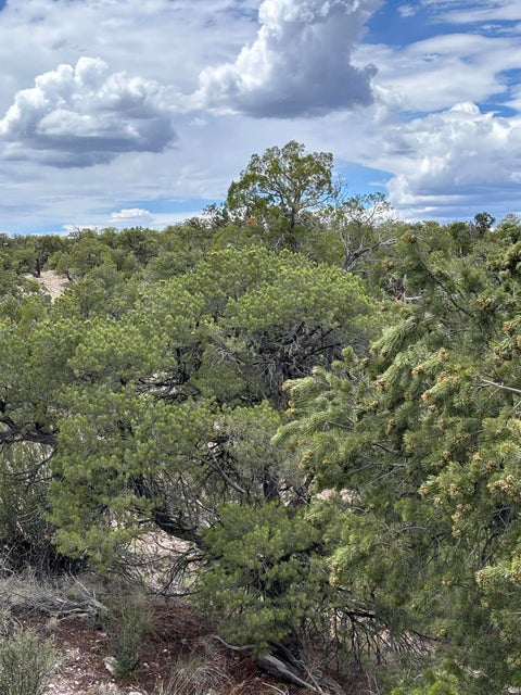 Vacant Land For Sale - LOT 43 Abbe Spings<br/> Magdalena, NM 87825