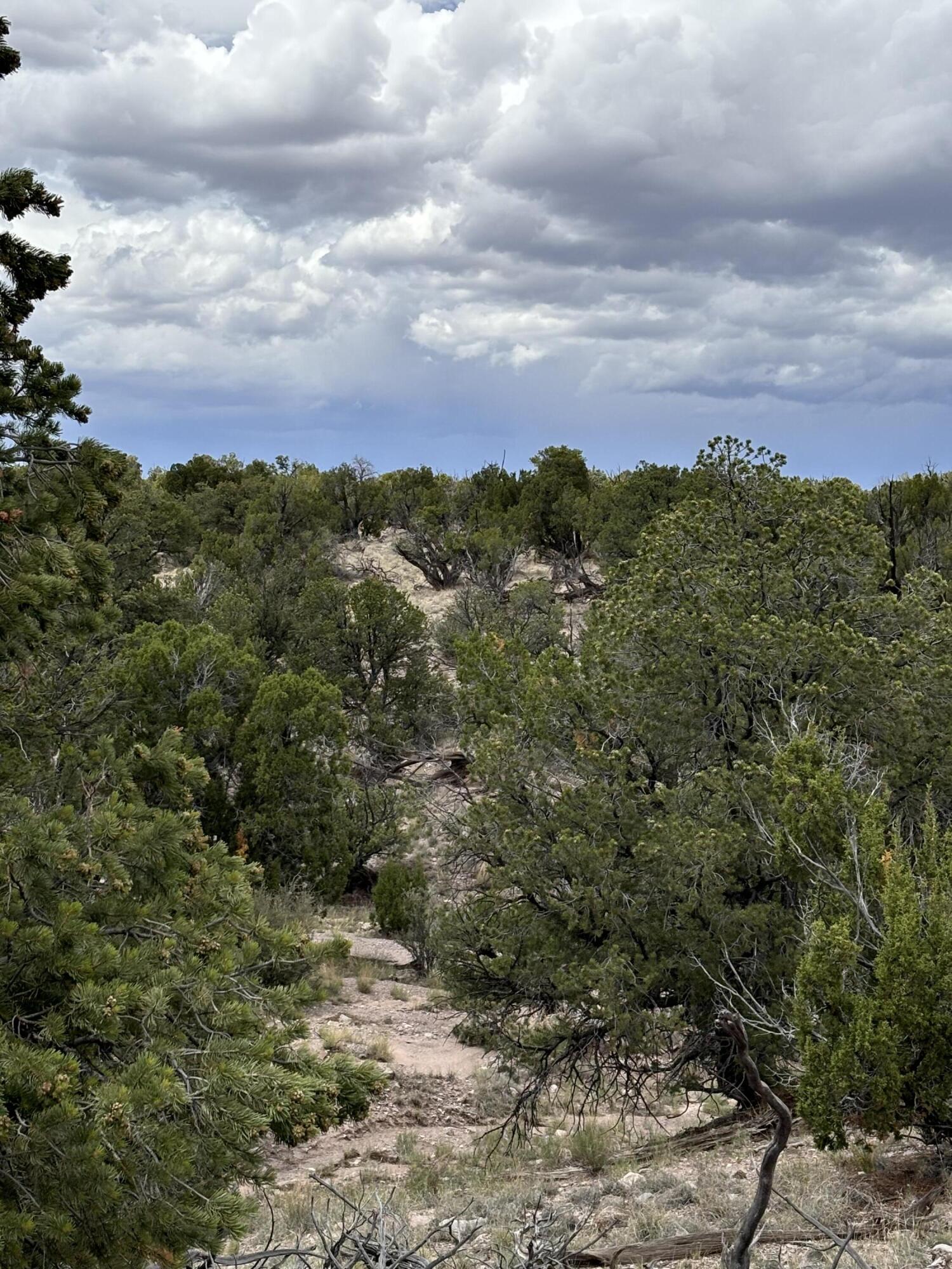 Lot 43 Abbe Spings, Magdalena, New Mexico image 3