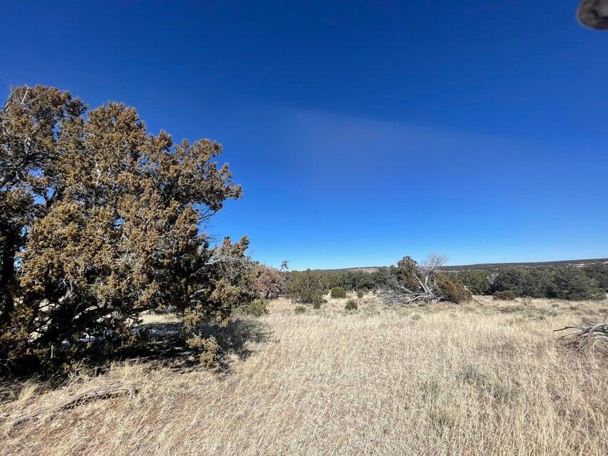 319 Hwy 603, Pie Town, New Mexico image 15