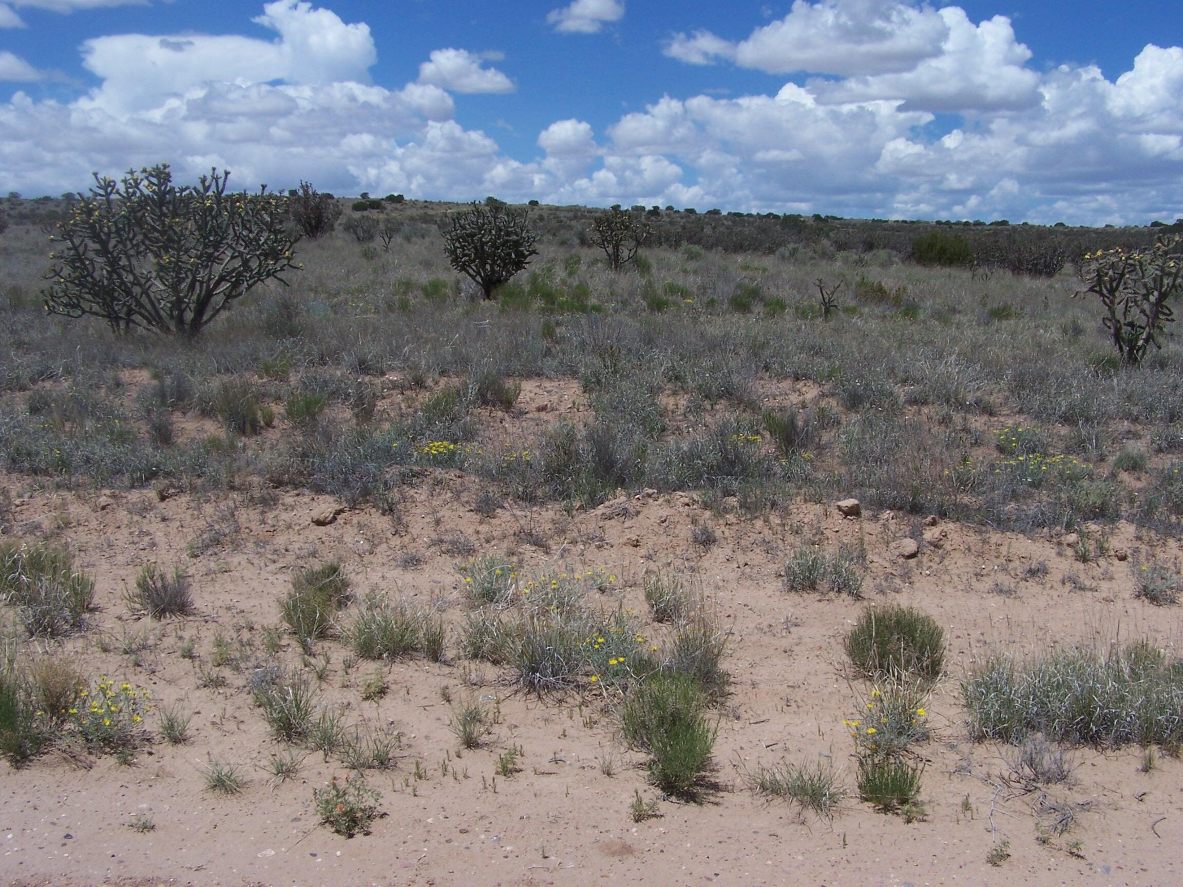 11th St/king Blvd. Street, Rio Rancho, New Mexico image 4