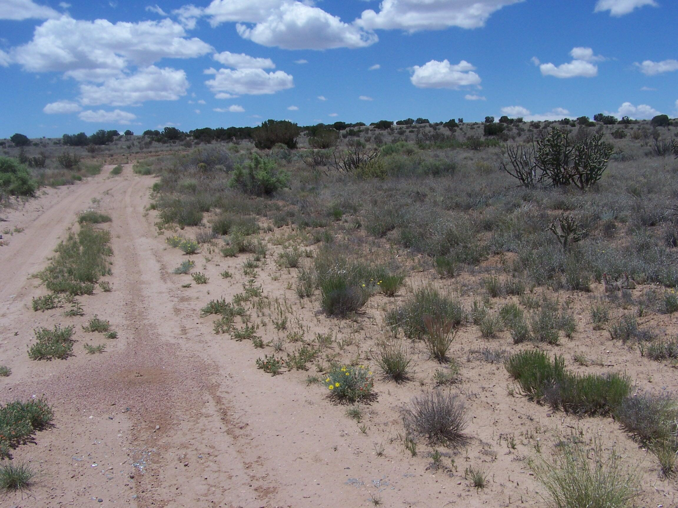 11th St/king Blvd. Street, Rio Rancho, New Mexico image 5