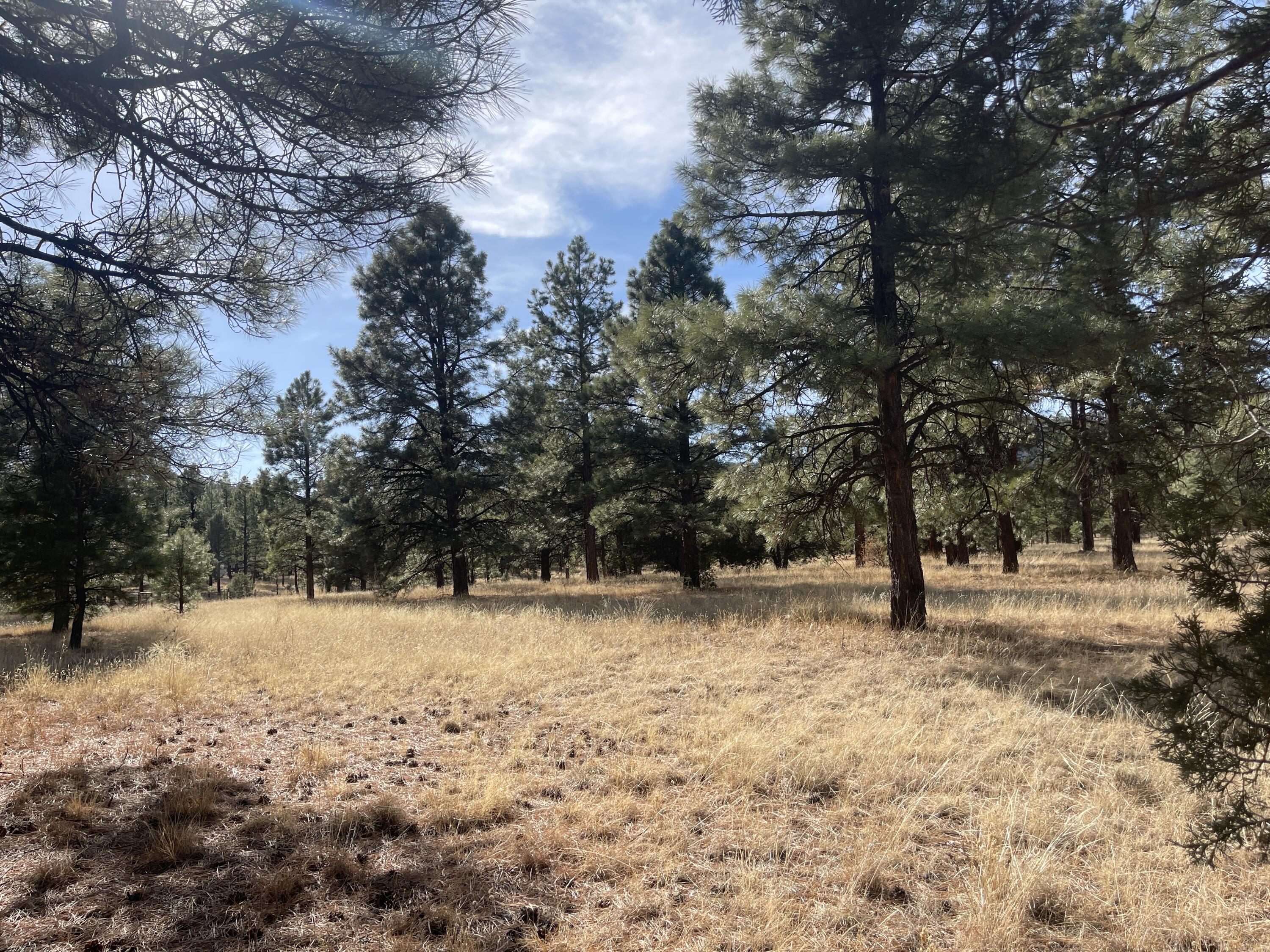 98 Elk Springs Loop, Datil, New Mexico image 22