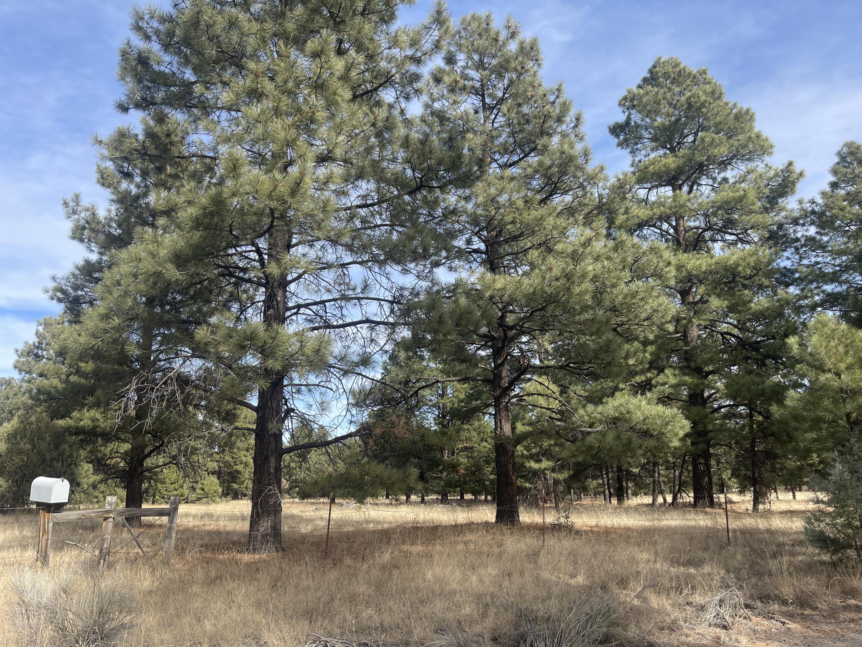 98 Elk Springs Loop, Datil, New Mexico image 5