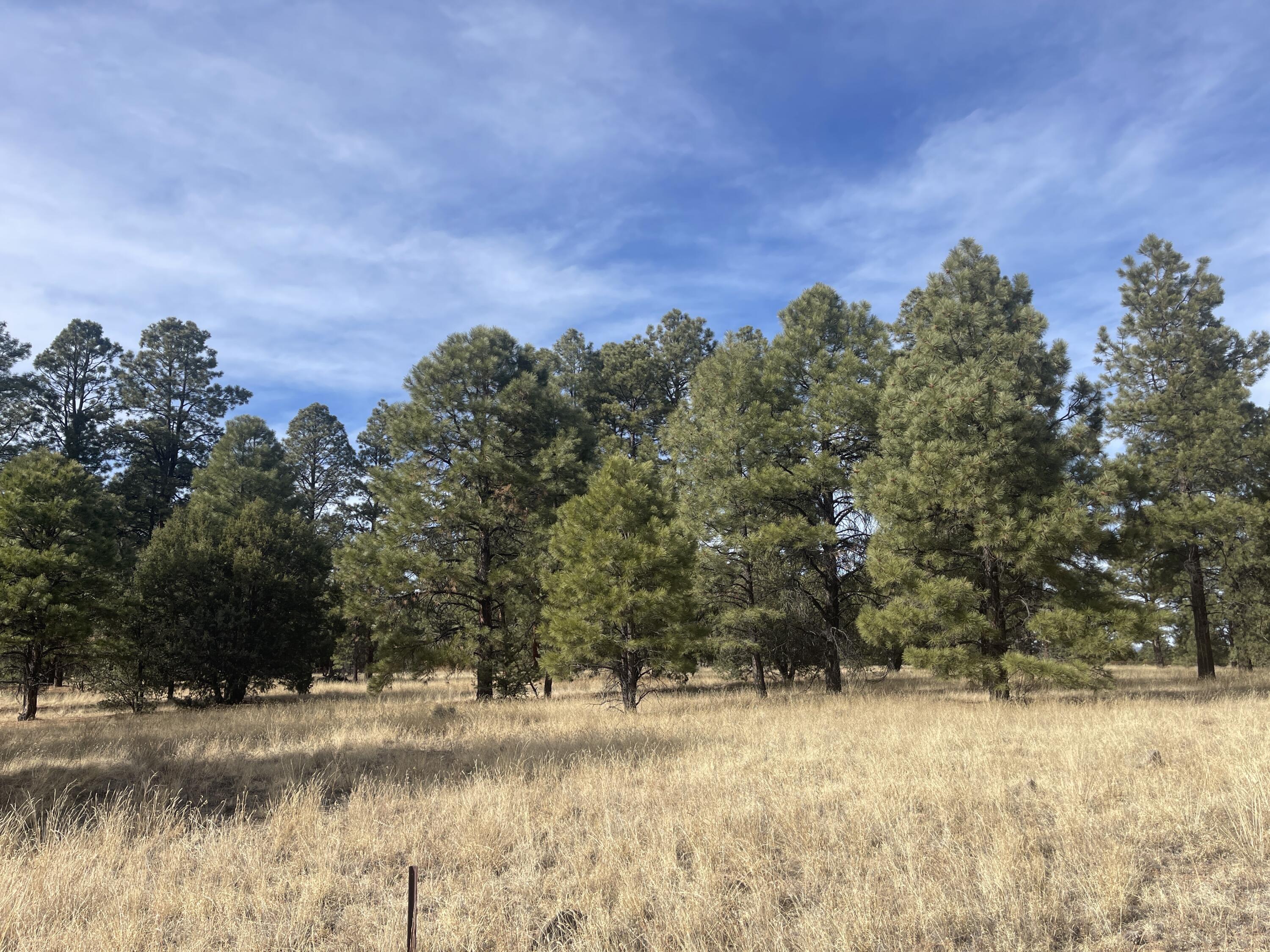 98 Elk Springs Loop, Datil, New Mexico image 23