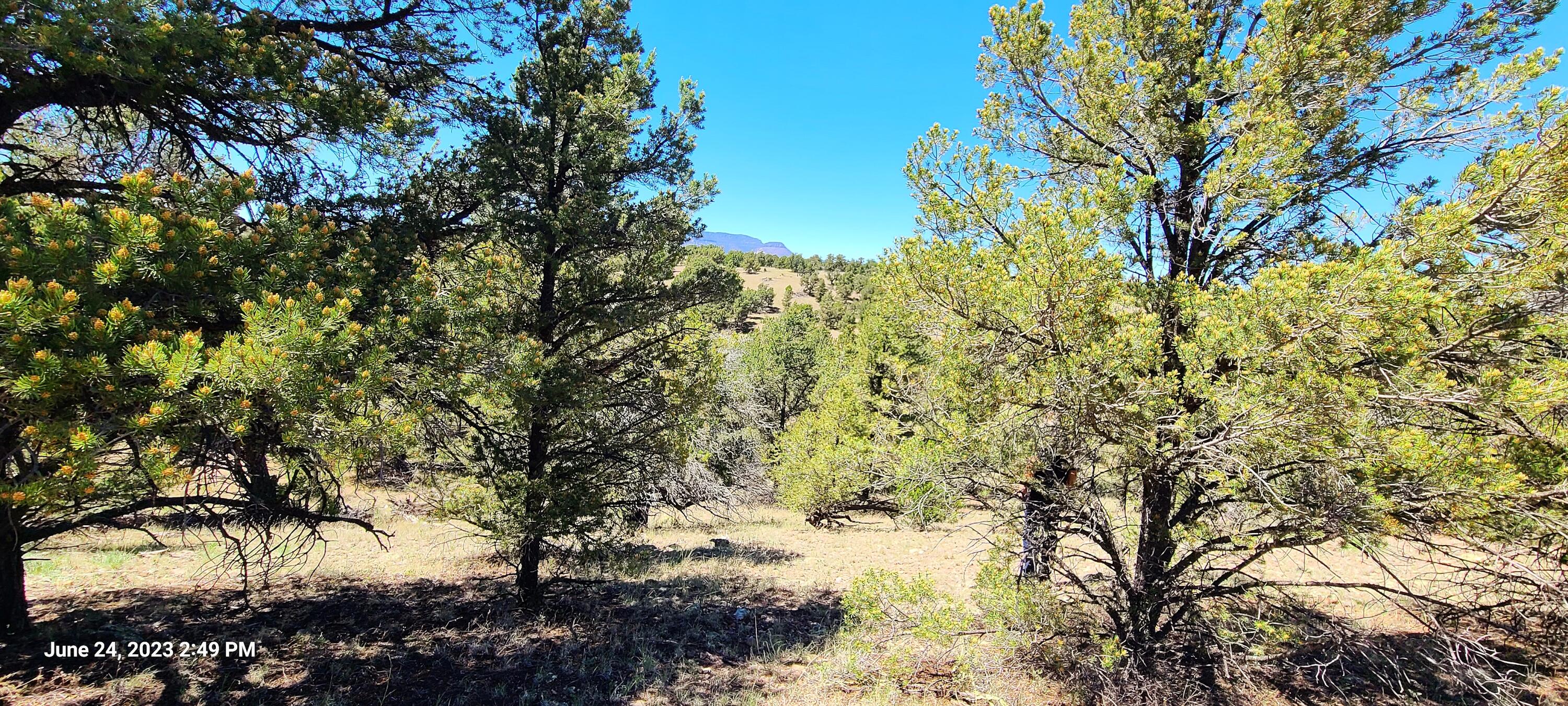 Lot 6 Old Thomas Place, Datil, New Mexico image 12